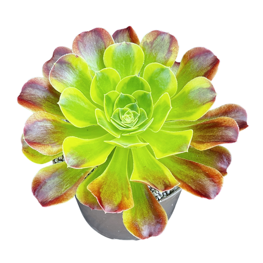 Aeonium 'Green Lemon'