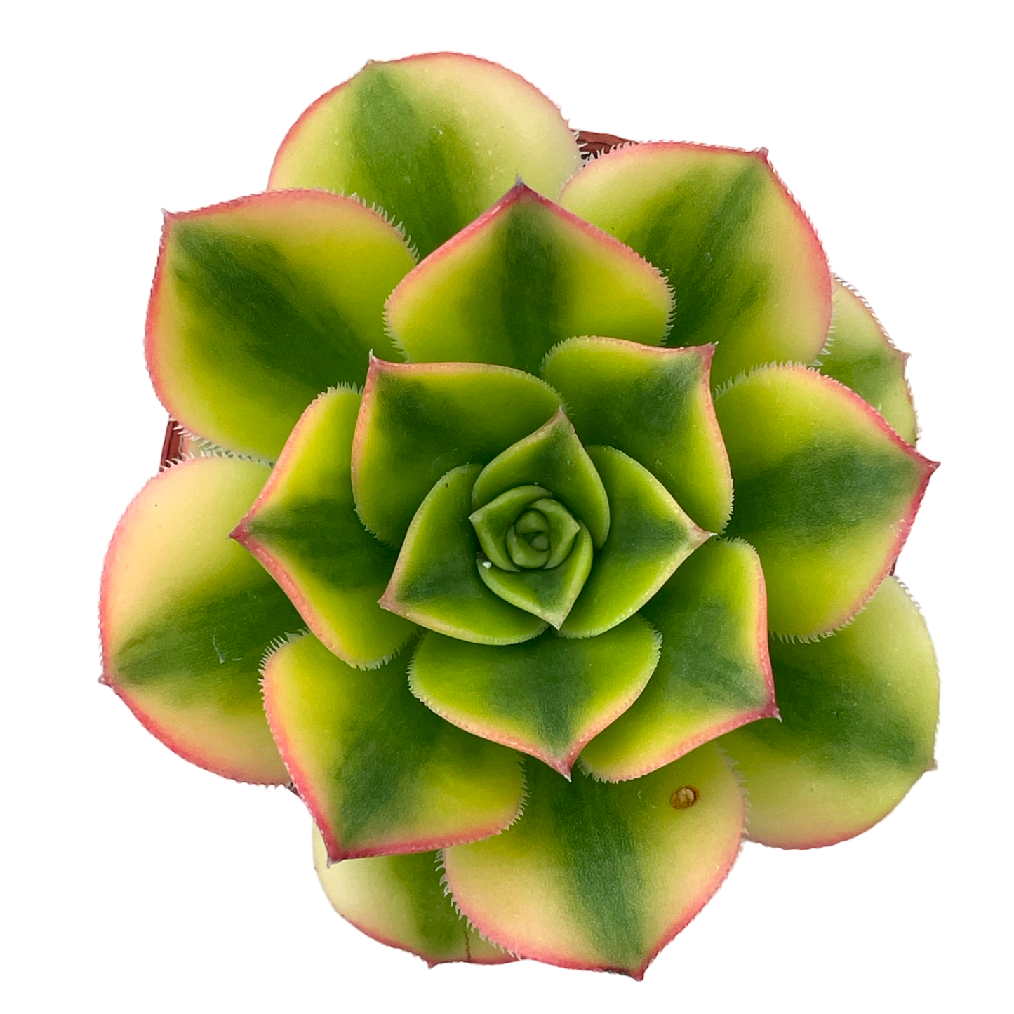 Aeonium 'Floresens'