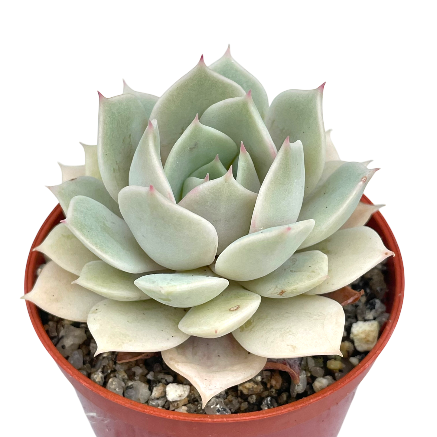 Echeveria 'Fleur Blanc'