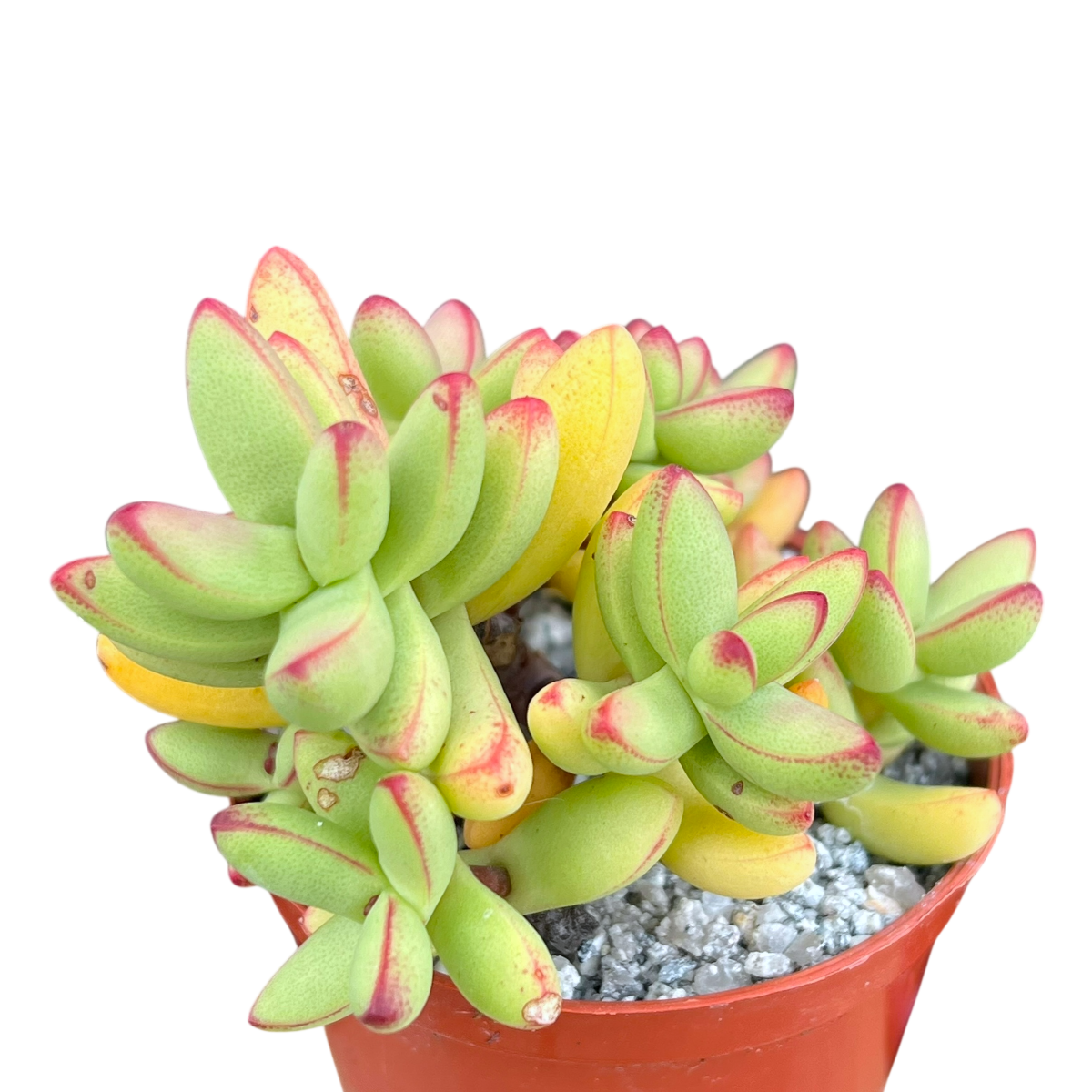 chorus succulent Crassula nudicaulis var. herrei – Surreal Succulents