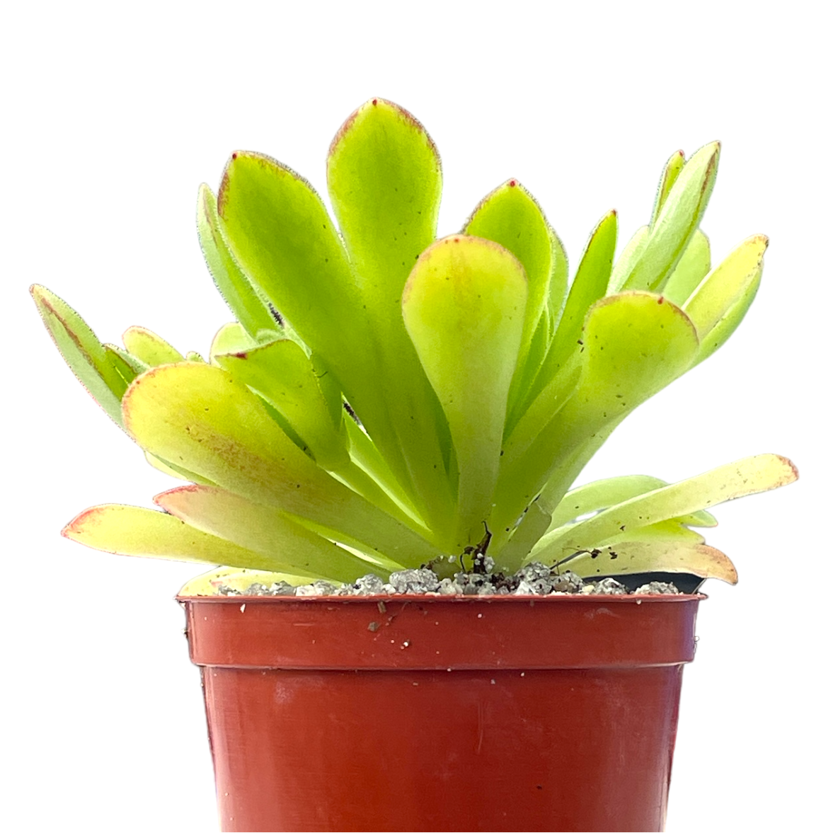 Aeonium 'Cupcake'