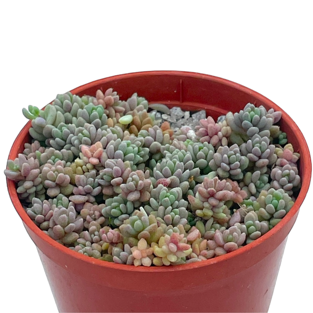 Sedum dasyphyllum minor