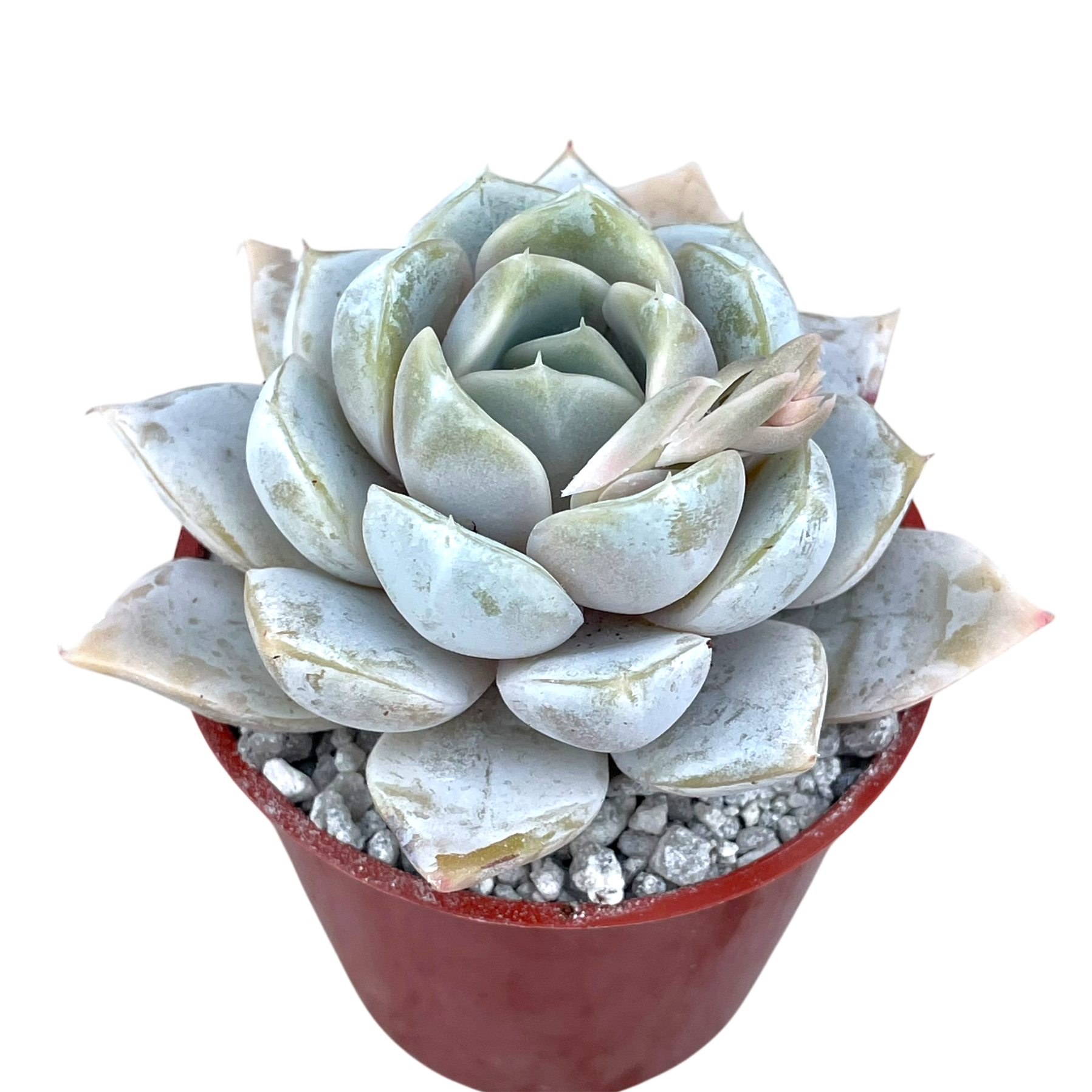 bunny succulent colors Echeveria 'Snow Bunny' – Surreal Succulents