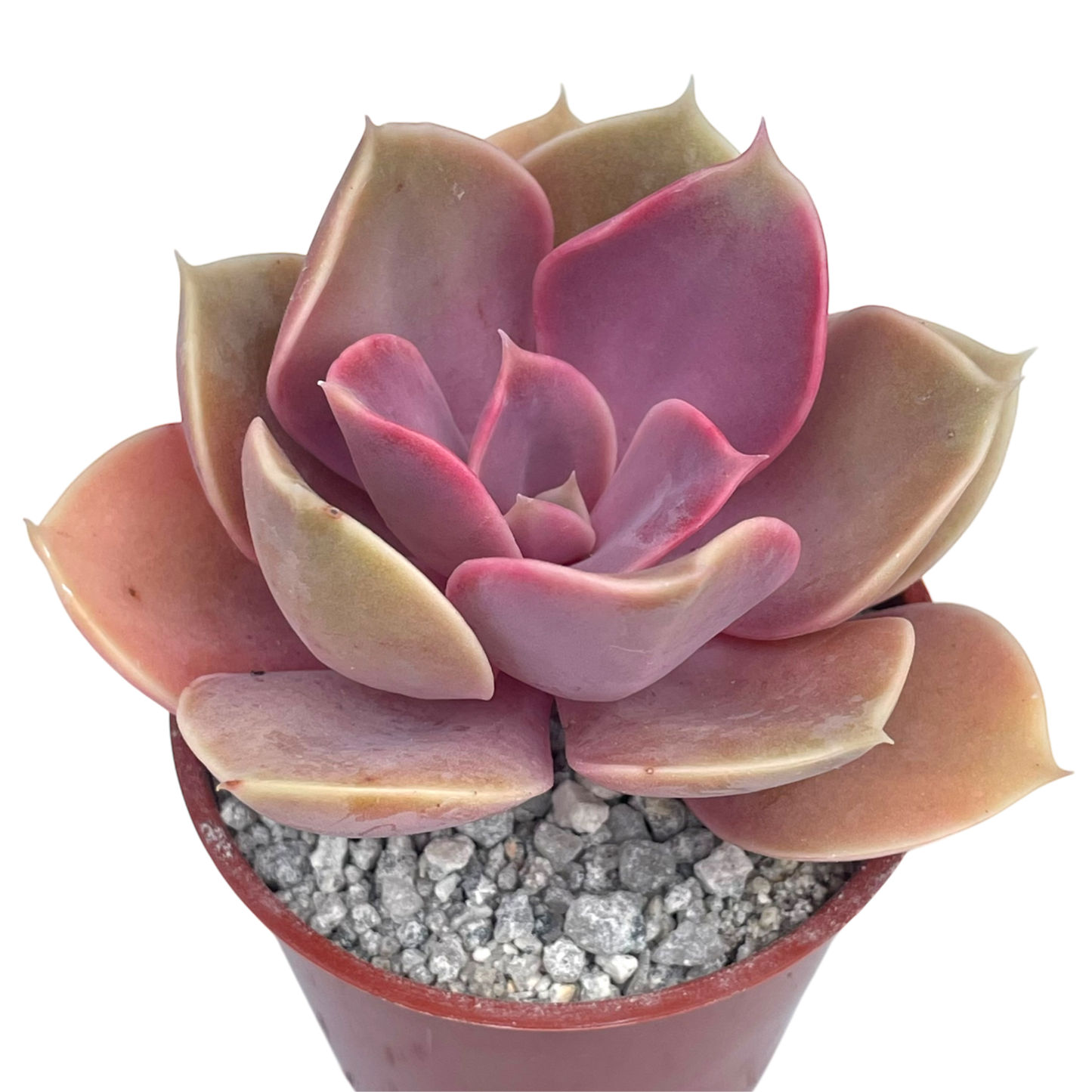 Echeveria 'Duchess of Nuremberg'