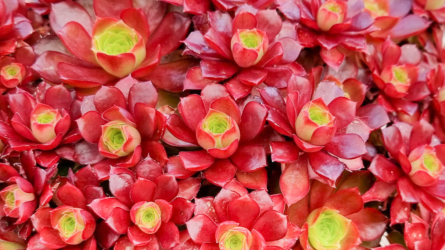 Aeonium 'Dynamite'