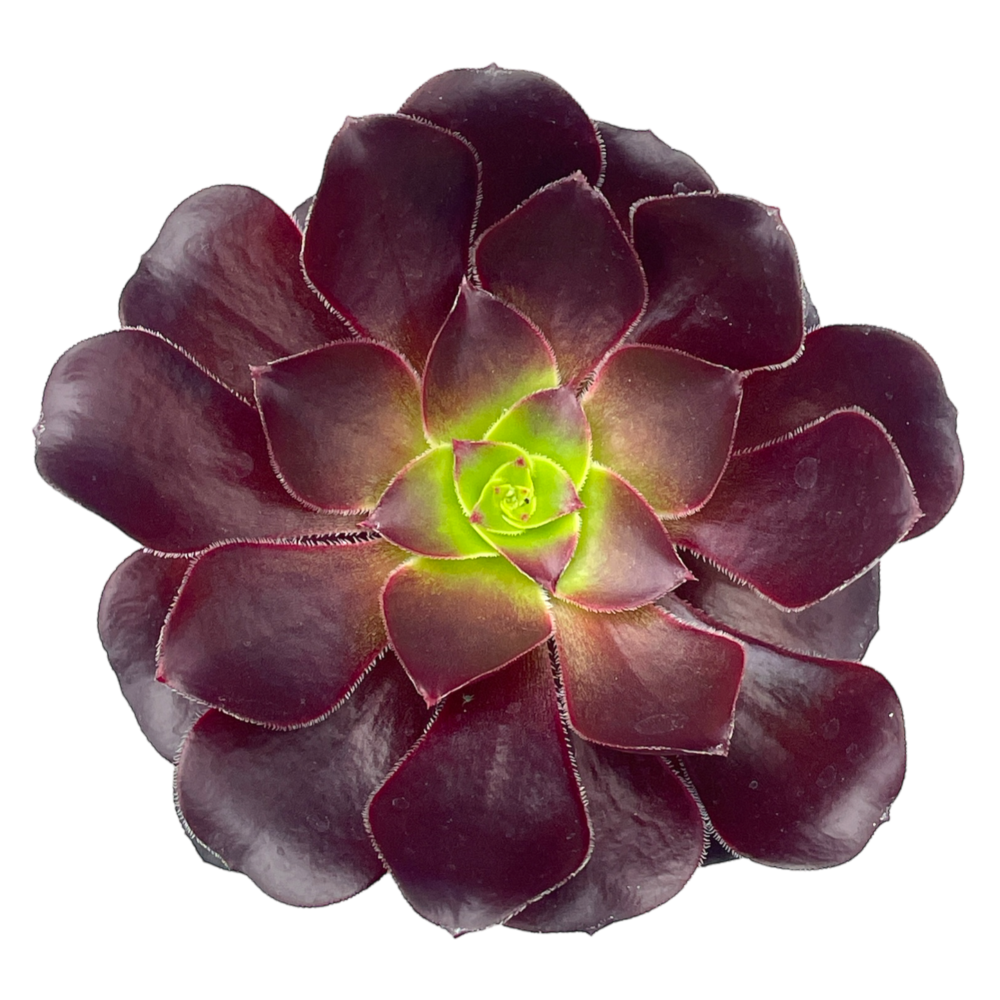 Aeonium 'Deep Purple'
