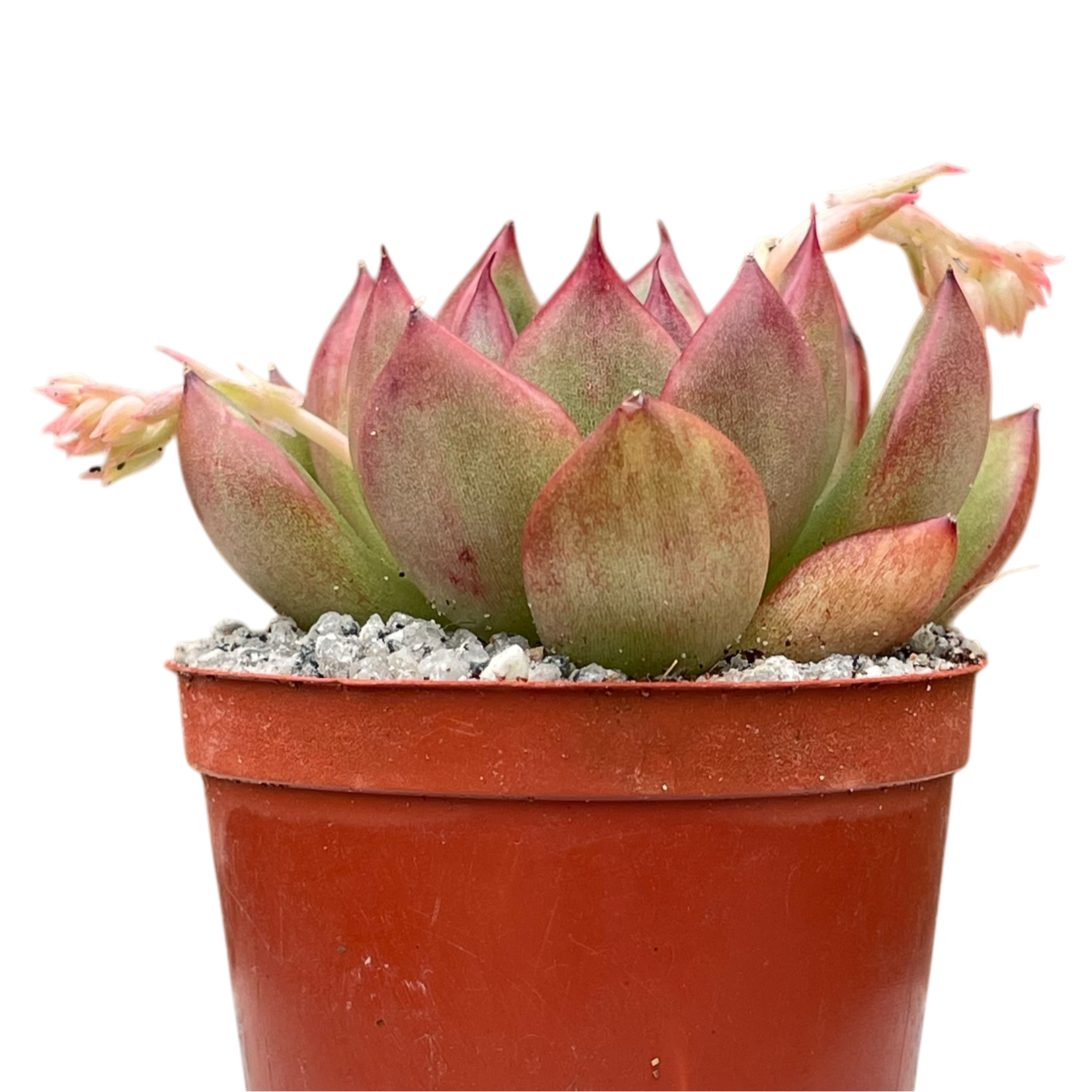 Echeveria agavoides x pulidonis