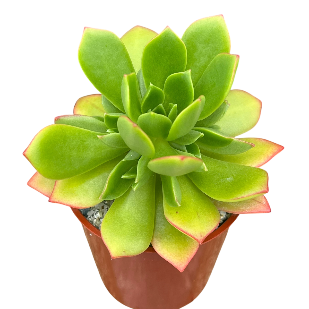 Aeonium 'Green Crush'
