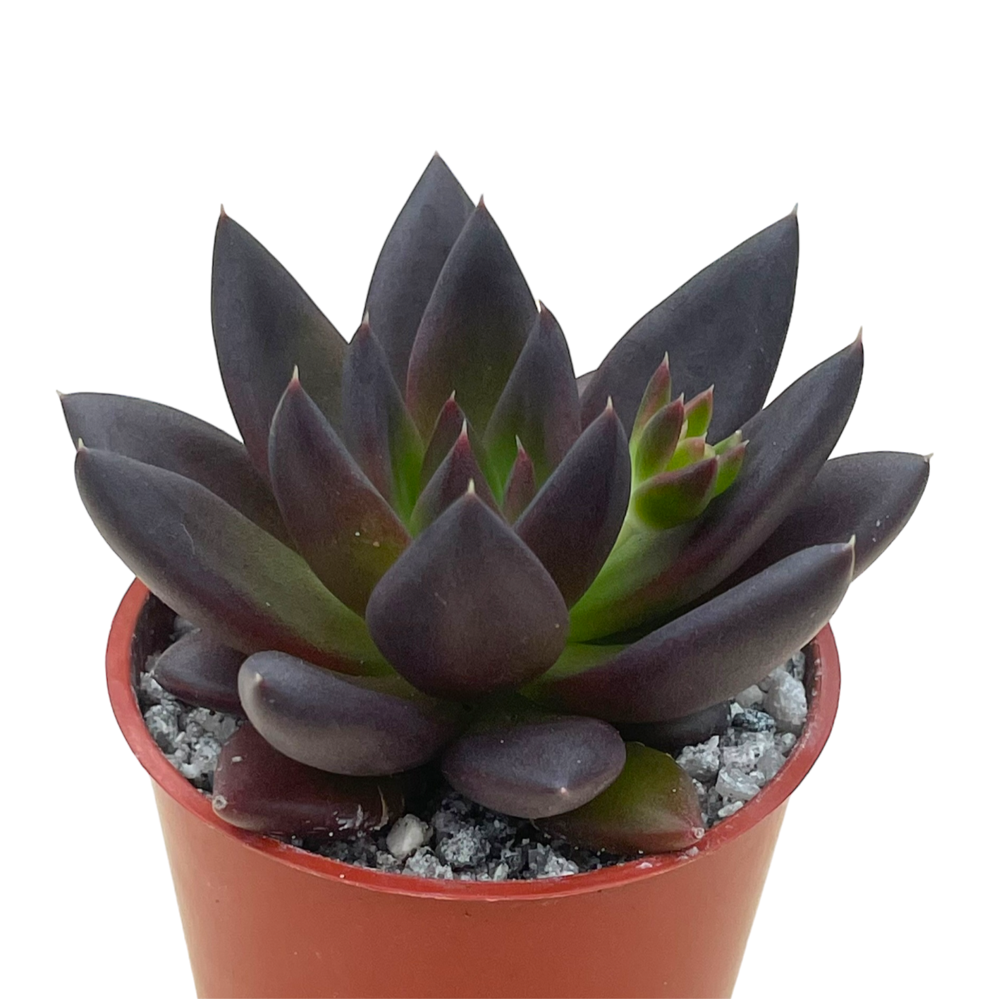 Echeveria affinis