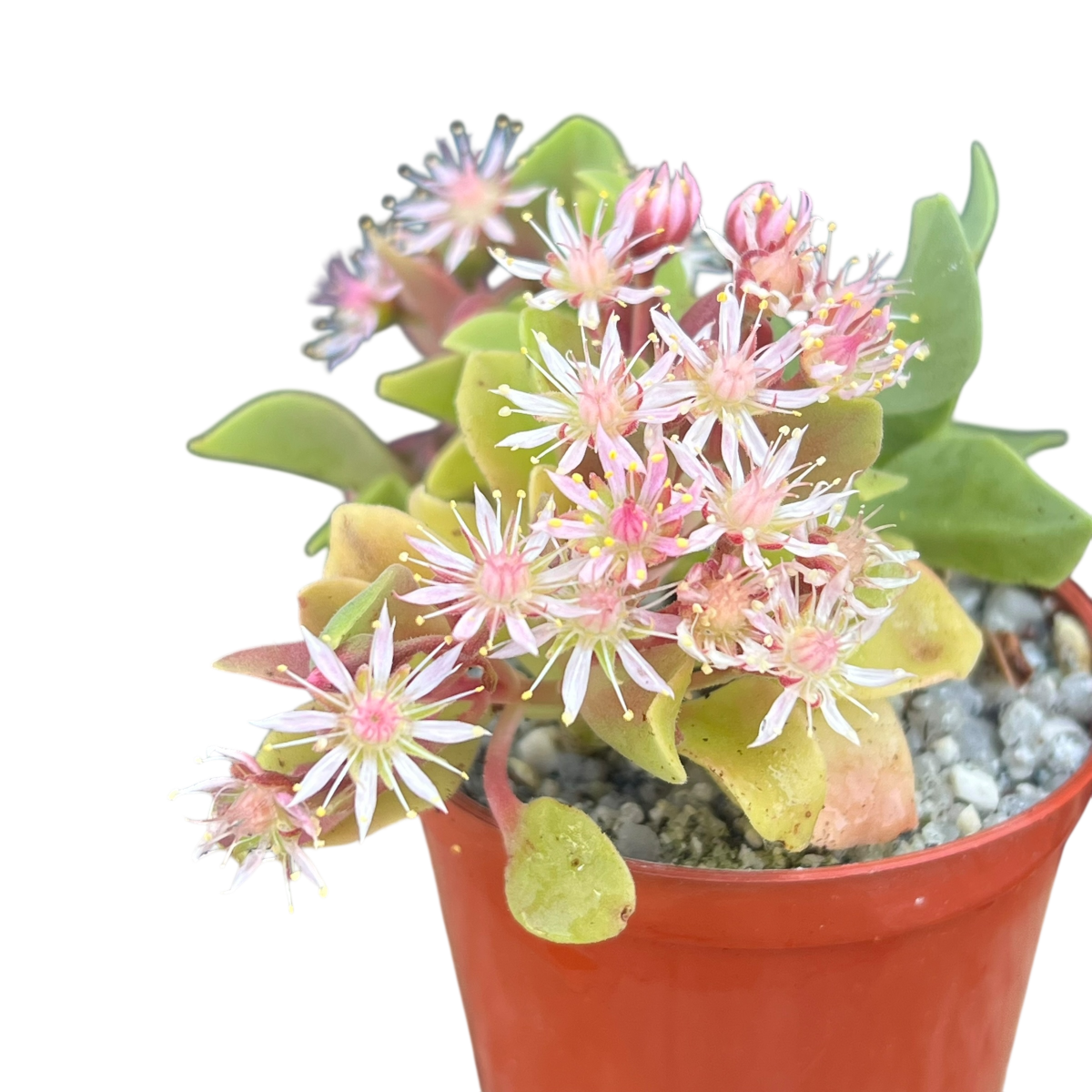 Aeonium goochiae