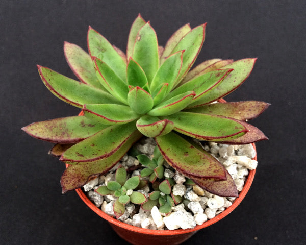 succulent with little green balls Echeveria ballsii – Surreal Succulents