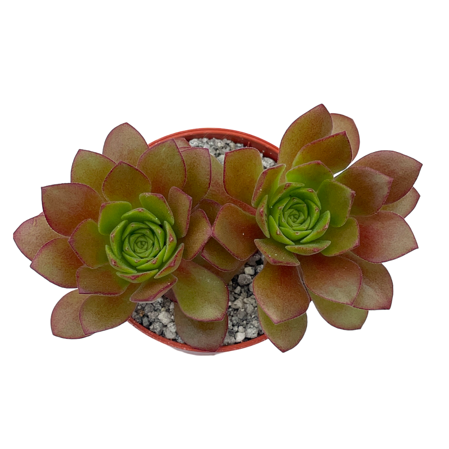 Aeonium 'Plum Thumb'