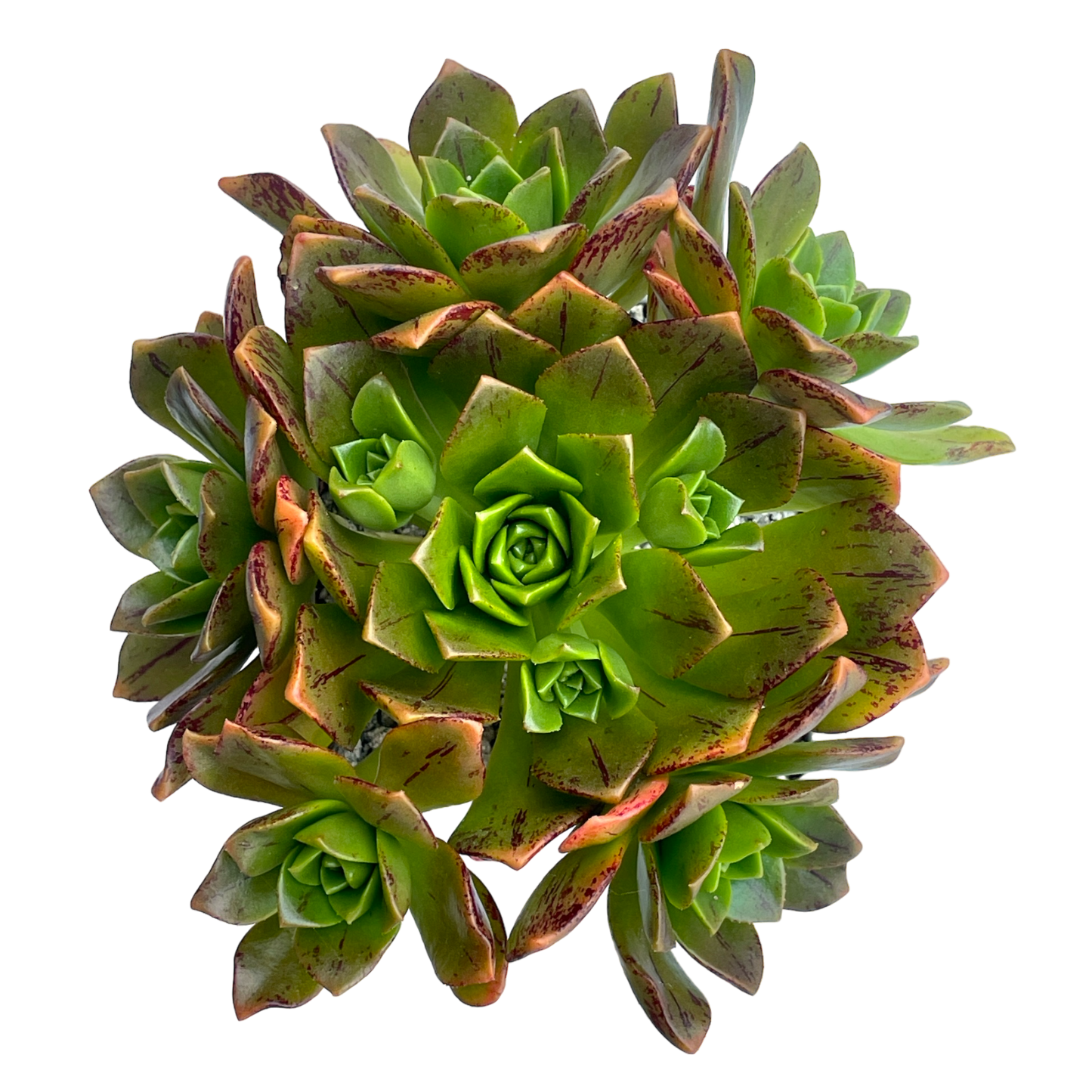 Aeonium 'Bronze Medal'