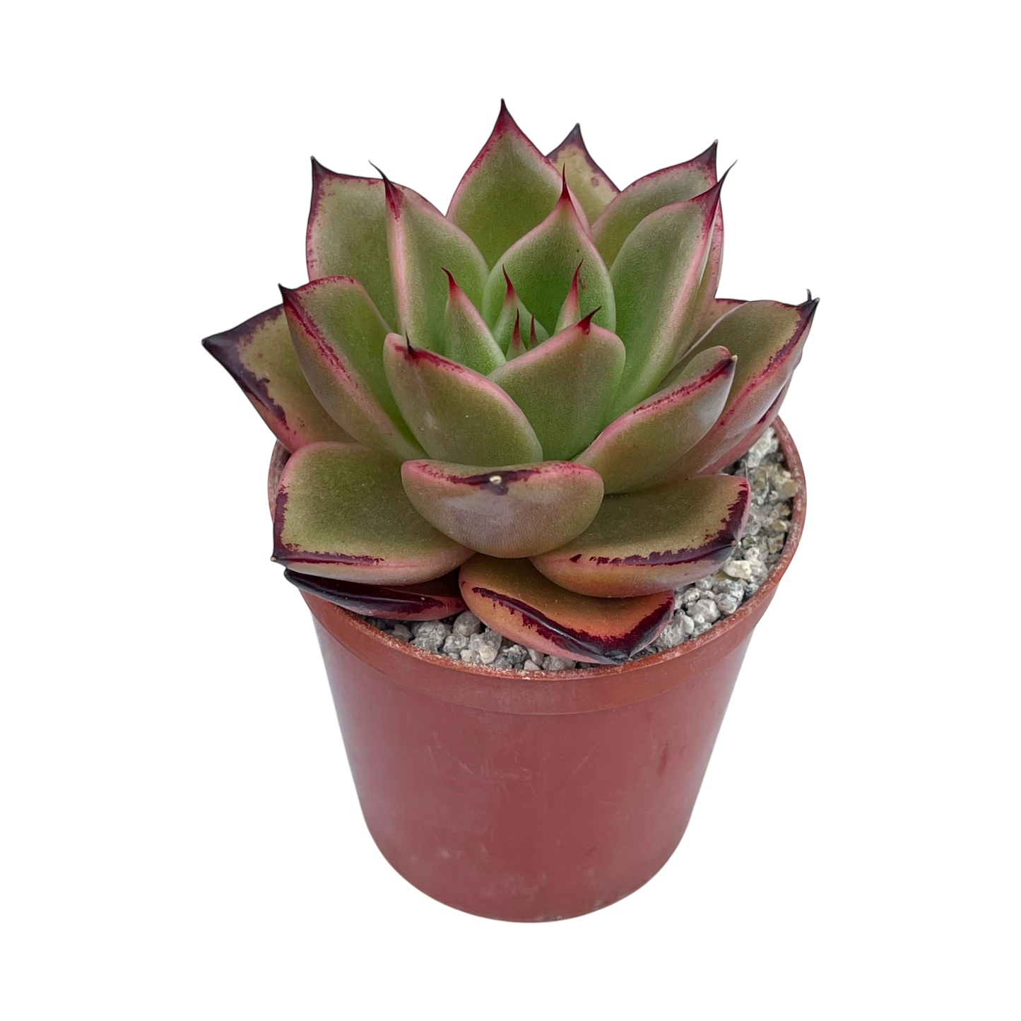 Echeveria agavoides 'Dragon's Tooth'