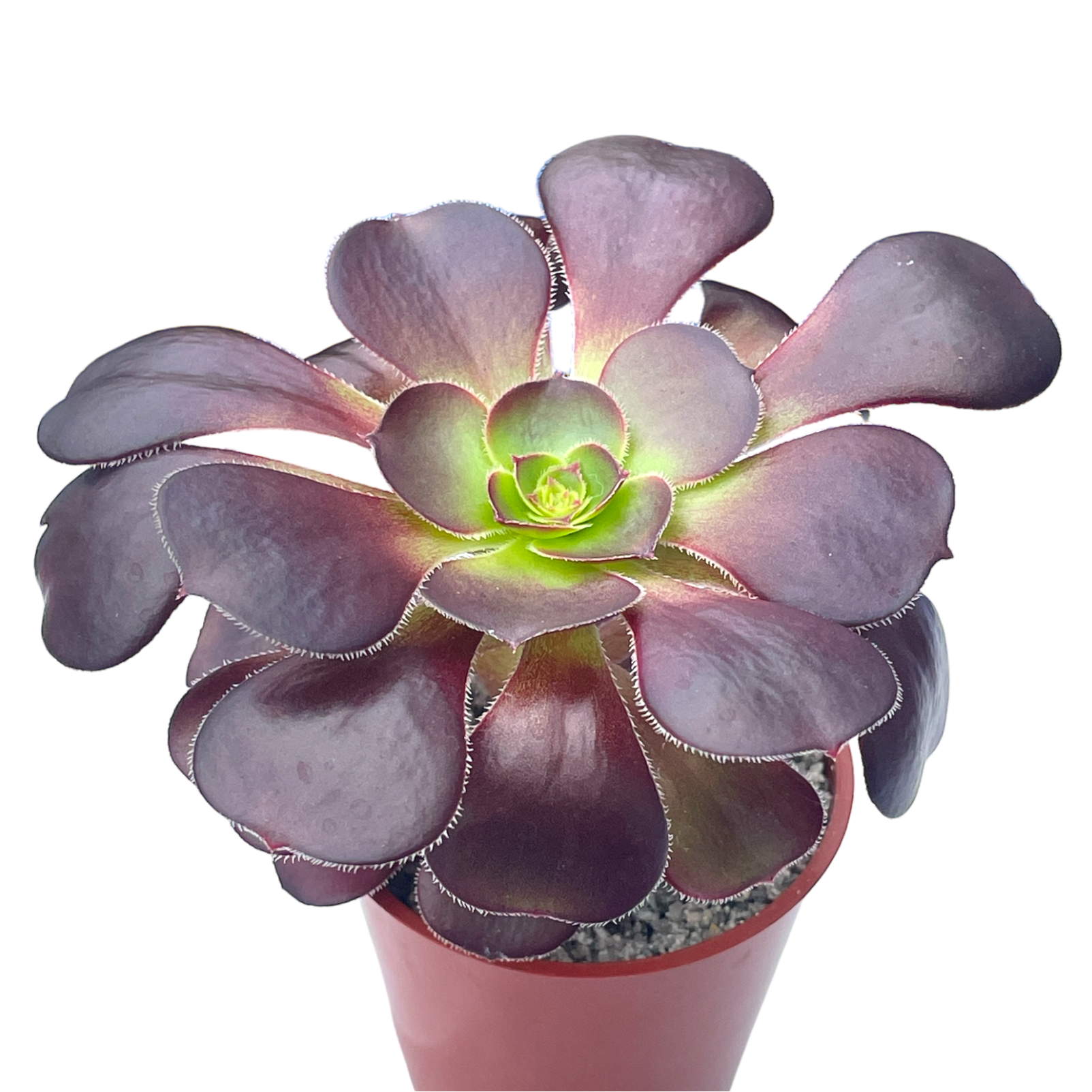 cyclops succulent Aeonium 'Cyclops' – Surreal Succulents