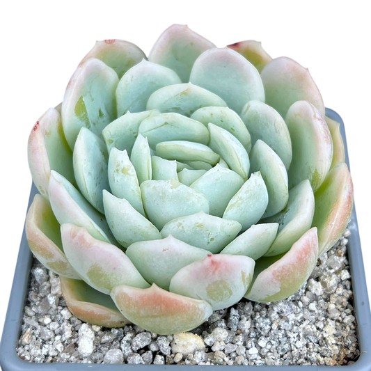 Echeveria elegans