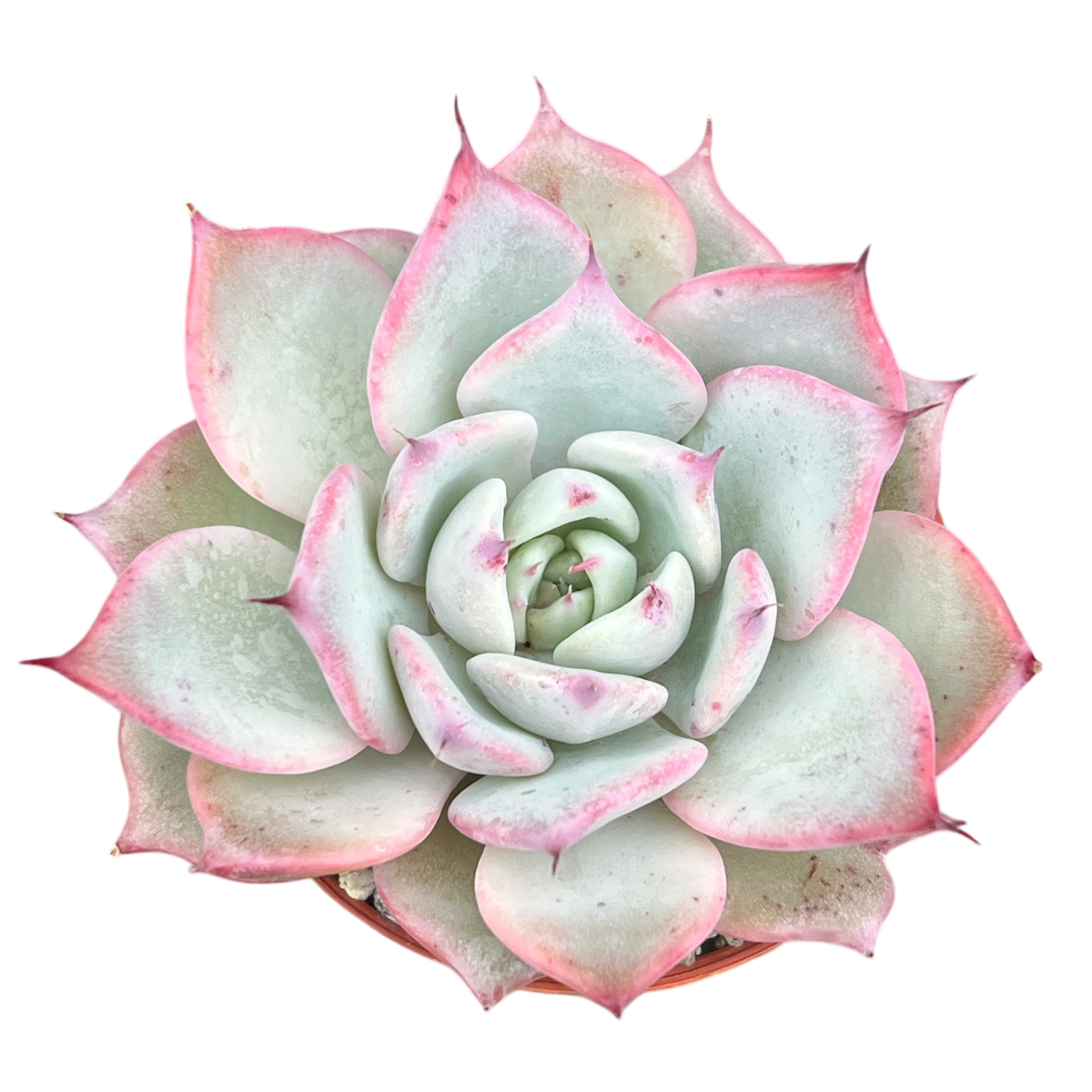 Echeveria 'Larega'