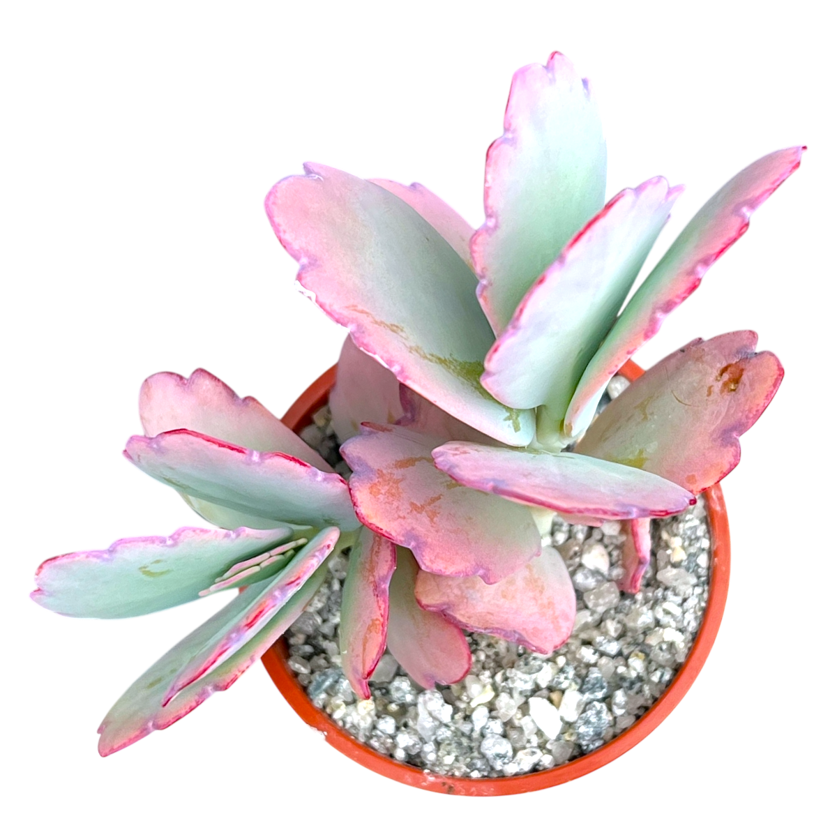 Kalanchoe fedtschenkoi (Lavender Scallops)