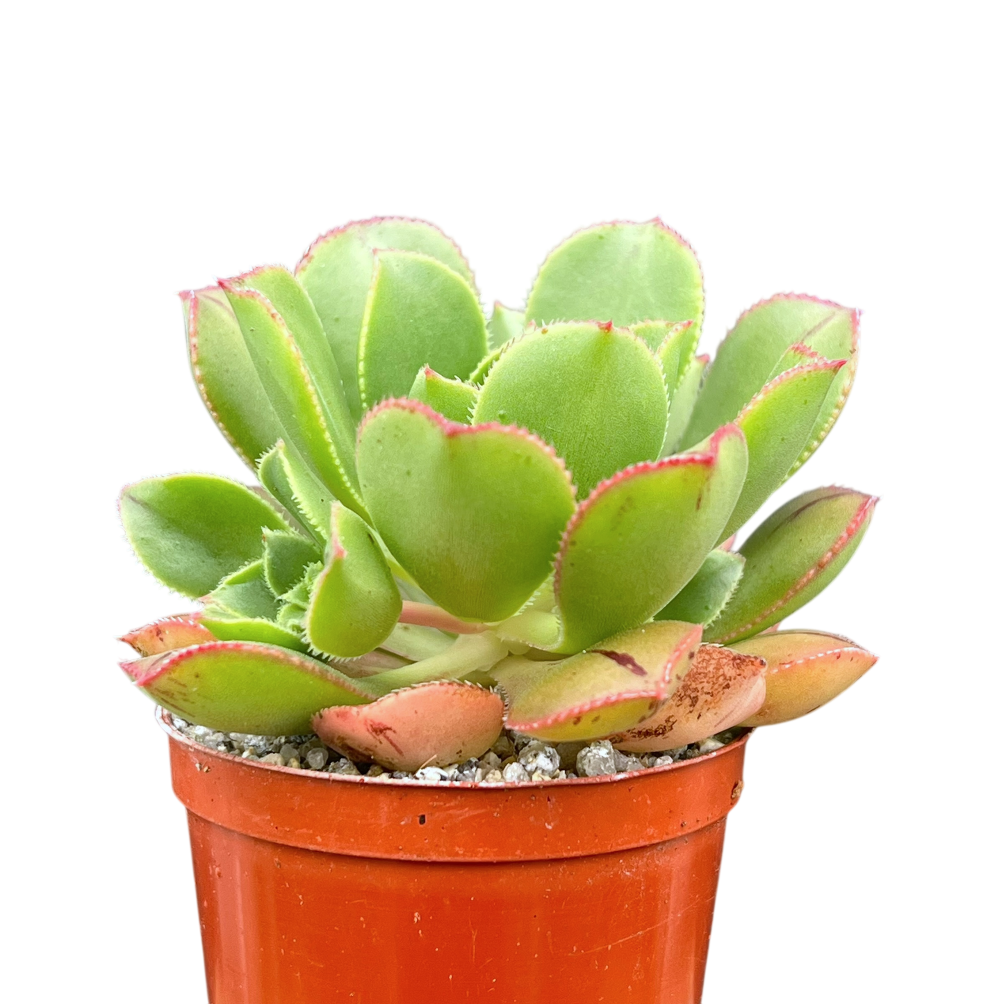 Aeonium mascaense