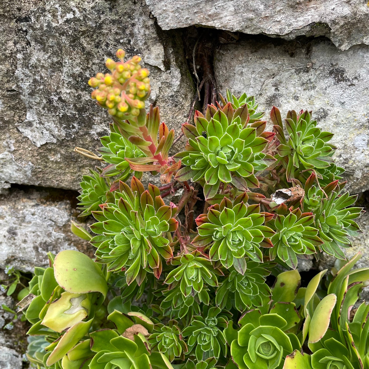 Aeonium x barbatum