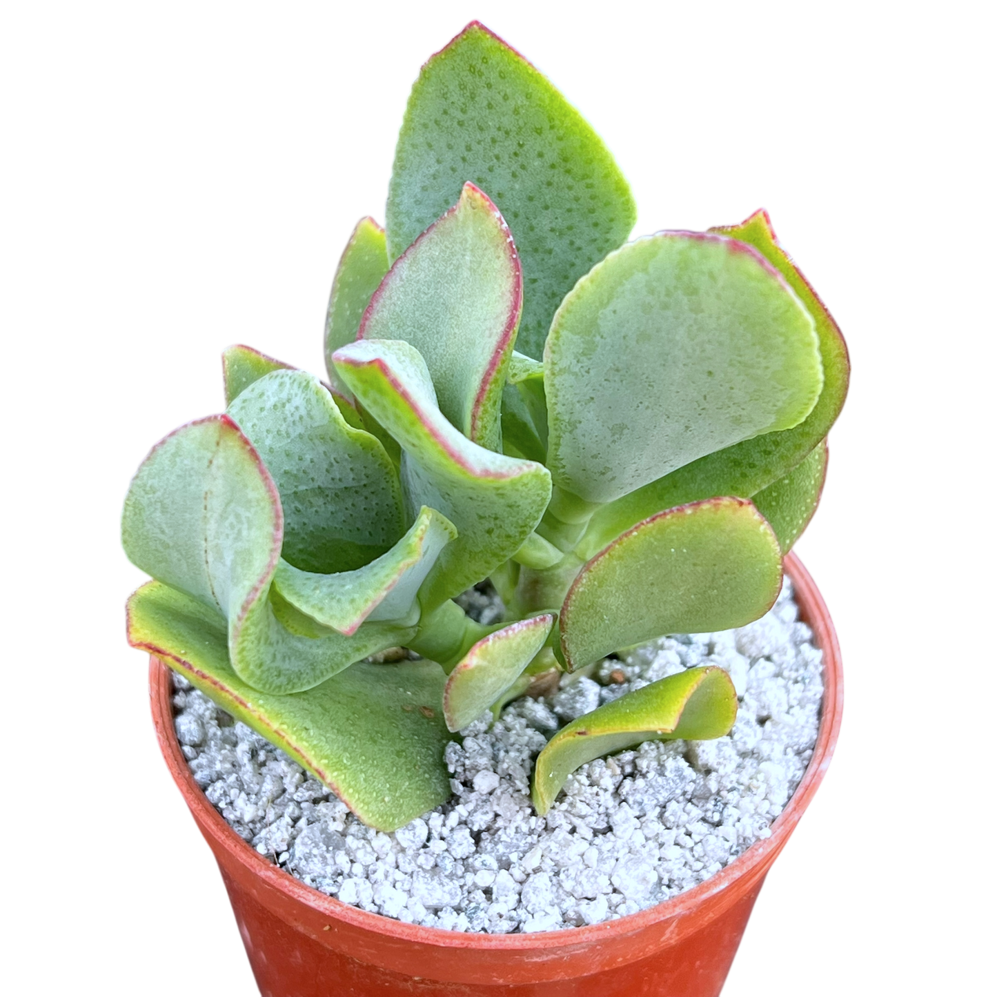 Crassula arborescens 'Ripple Jade'