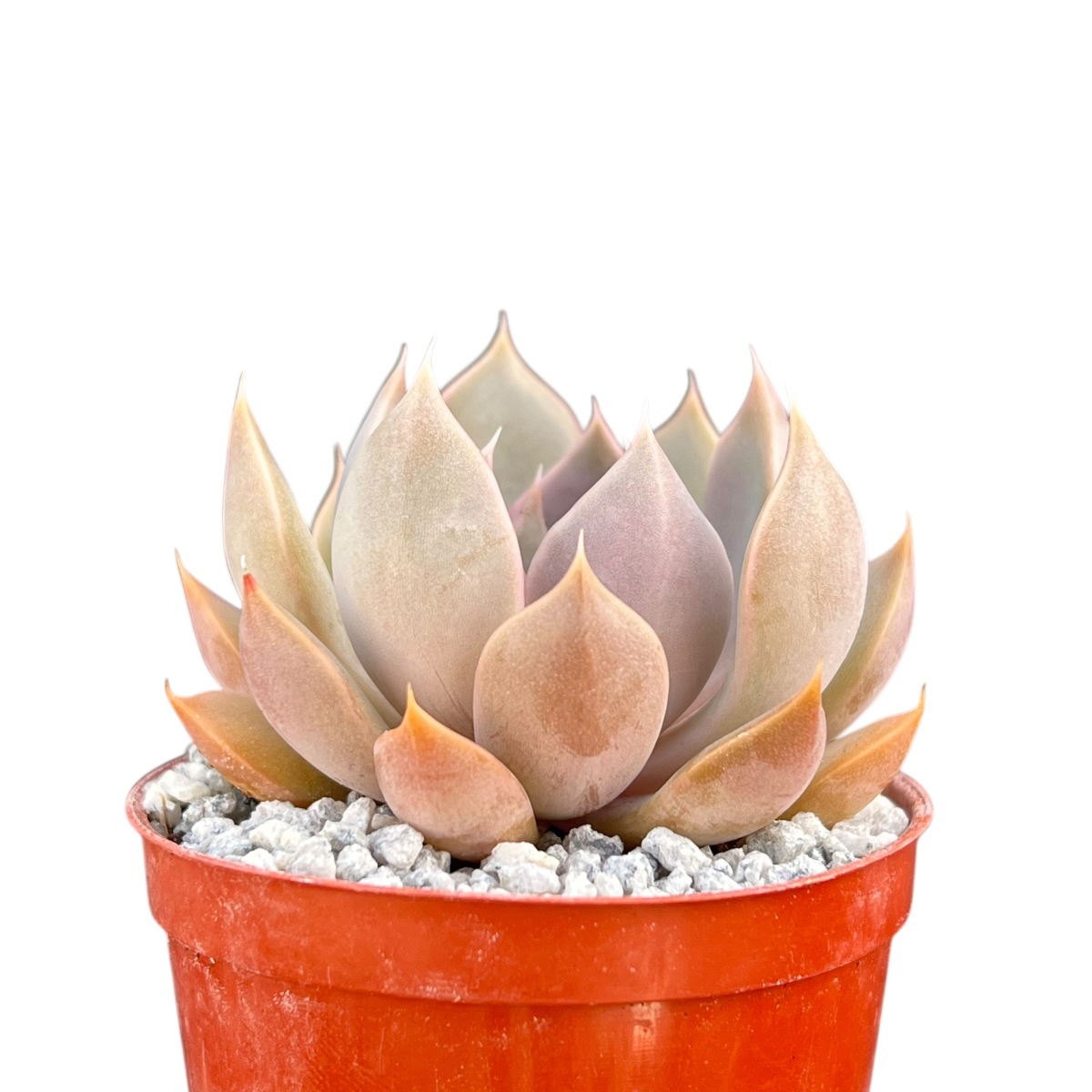 Echeveria 'Mensa'