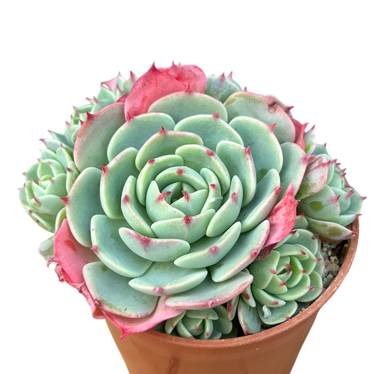 30 succulents Echeveria secunda ISI 2001-30 – Surreal Succulents