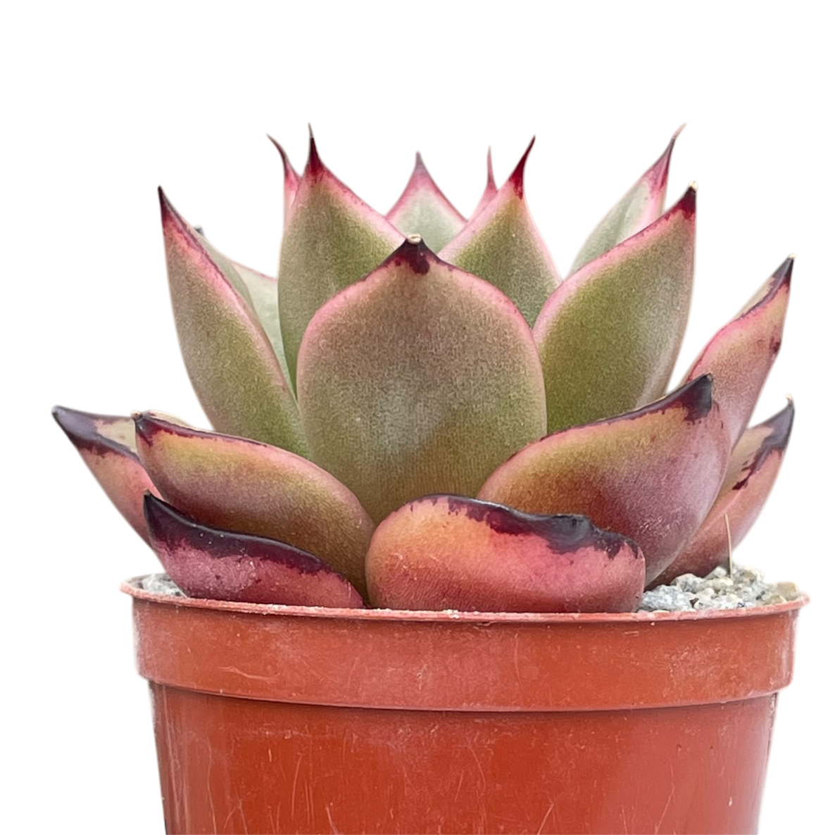 Echeveria agavoides 'Dragon's Tooth'