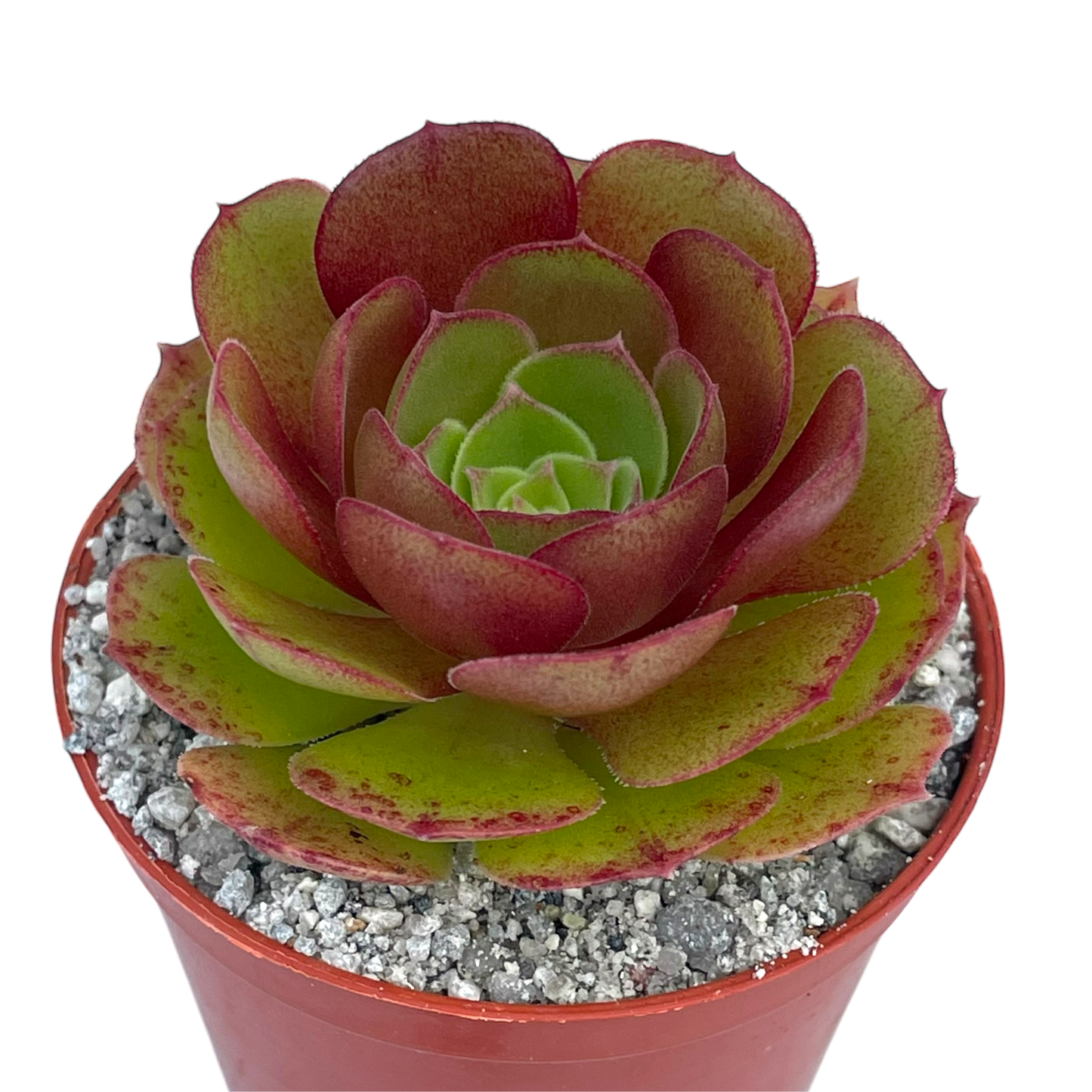 Aeonium 'Madeira Rose'