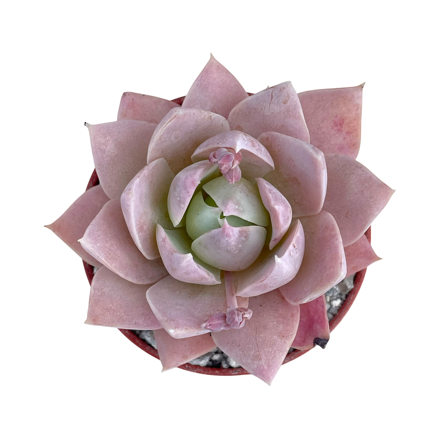 Sedum suaveolens