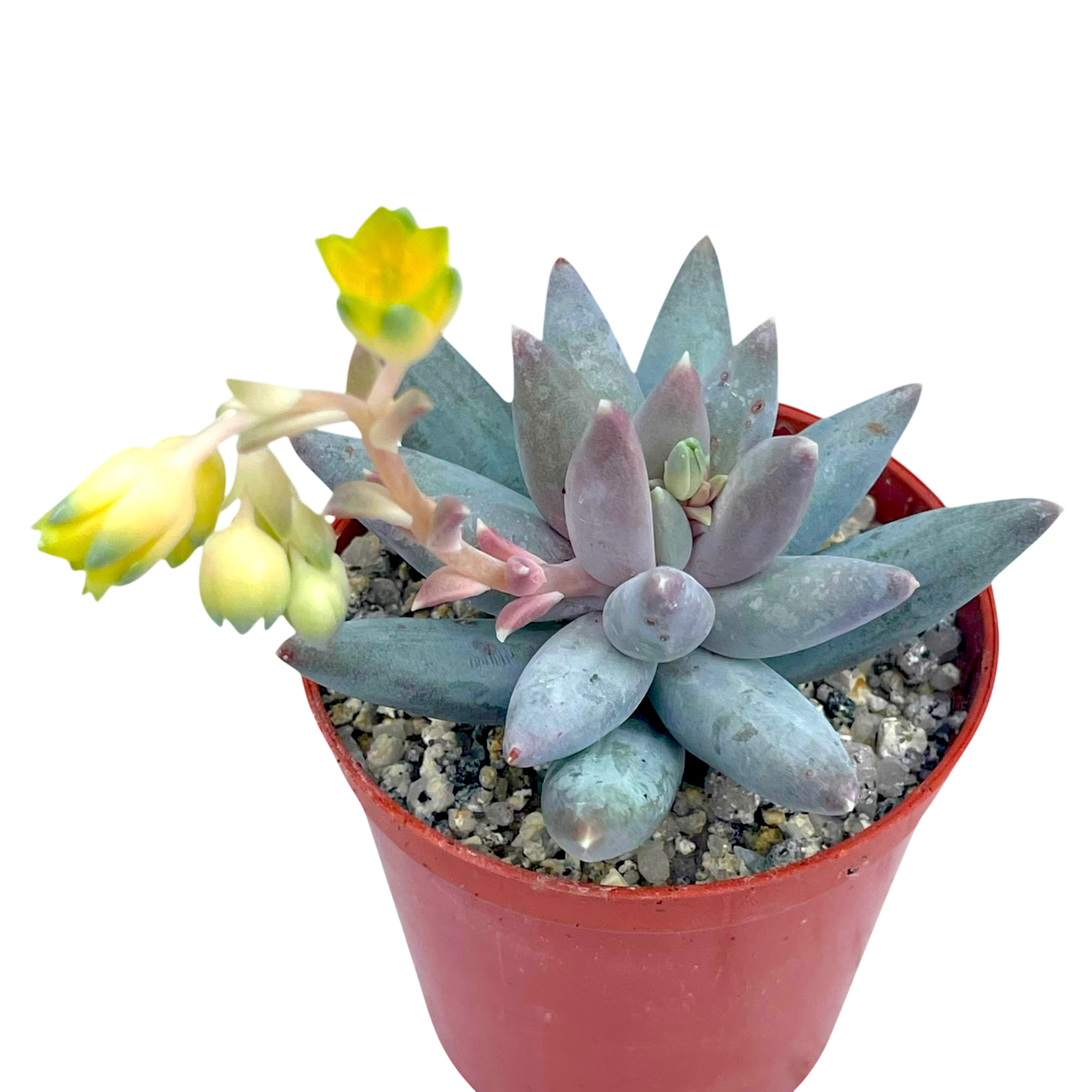 surreal succulents Pachyphytum coeruleum – Surreal Succulents
