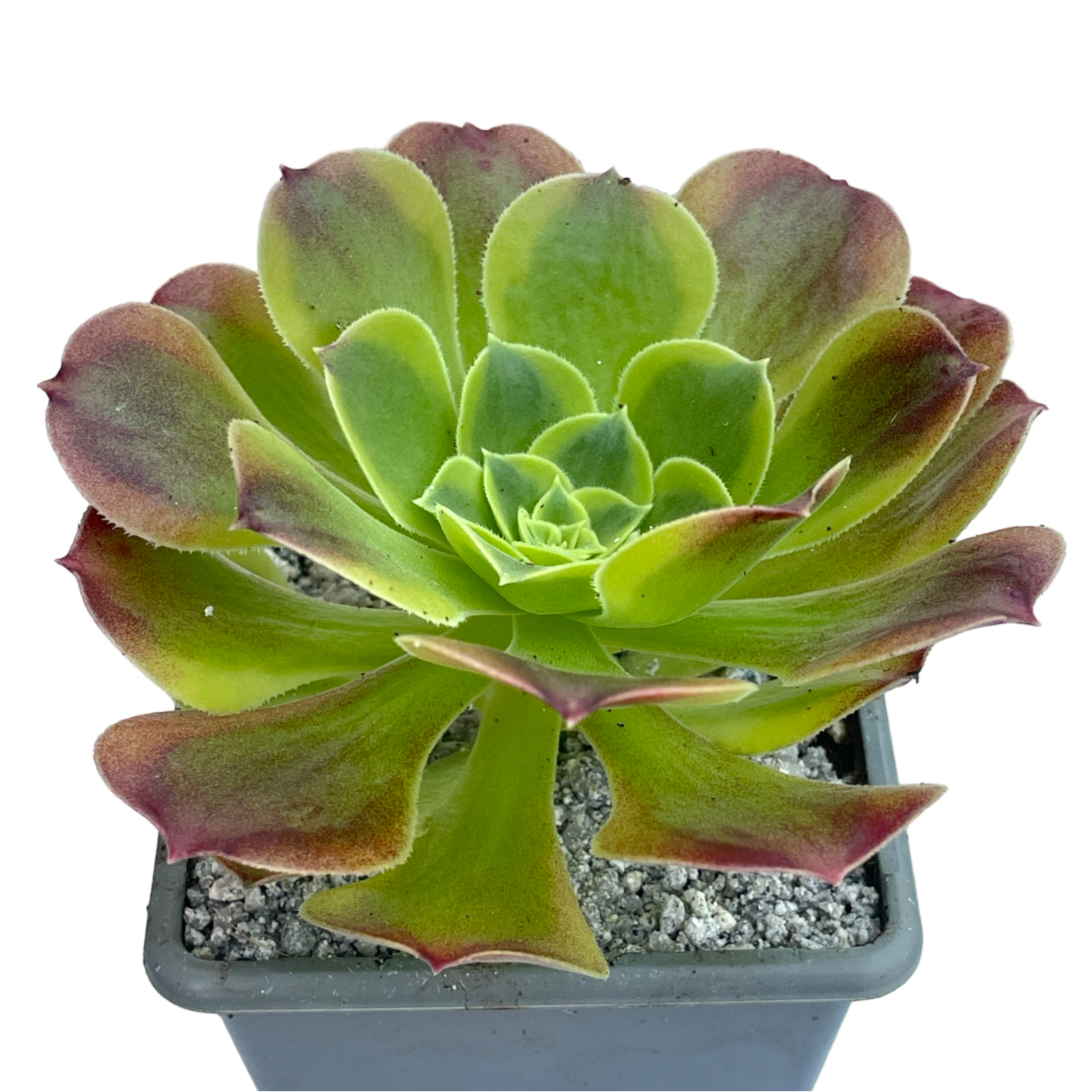 Aeonium 'Green Lemon'