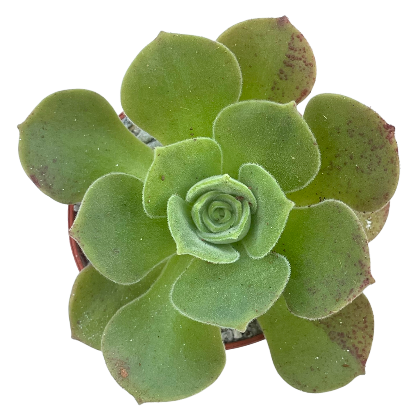 Aeonium longithyrsum