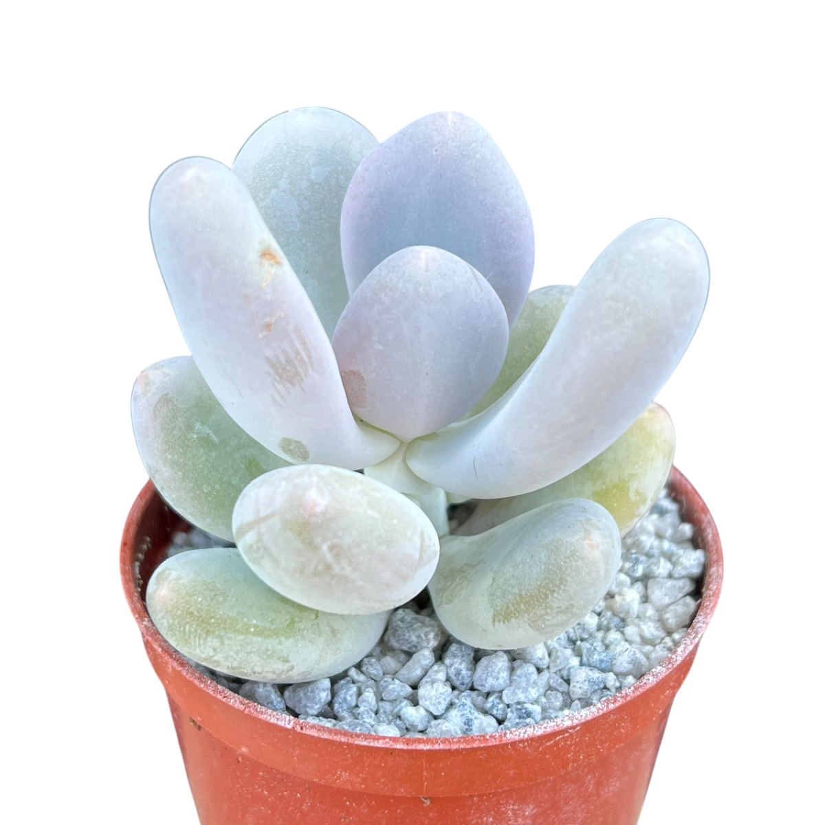 blue haze succulent care Pachyphytum 'Blue Haze' – Surreal Succulents