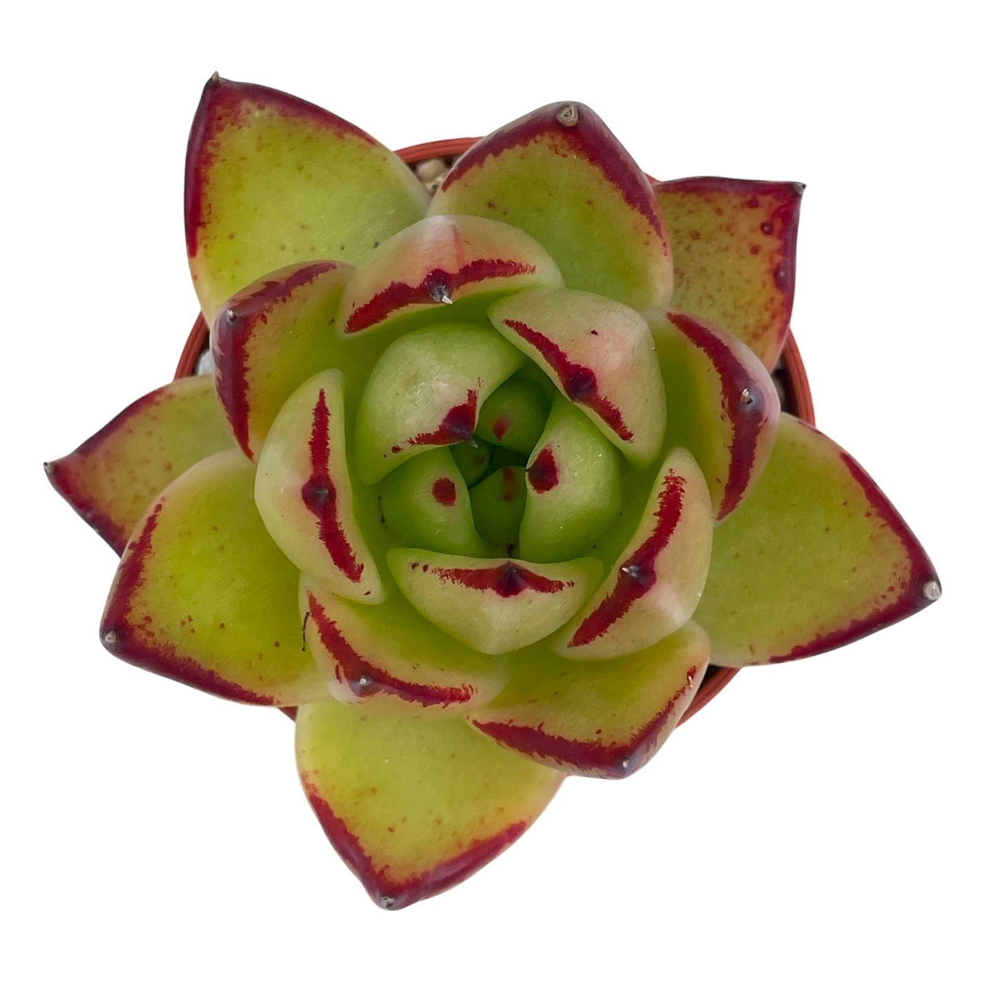 Echeveria agavoides 'Maria'
