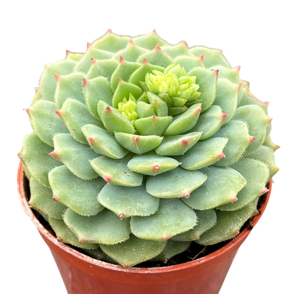 トップス echeveria Echeveria derosa 'Worfield Wonder' – Surreal Succulents
