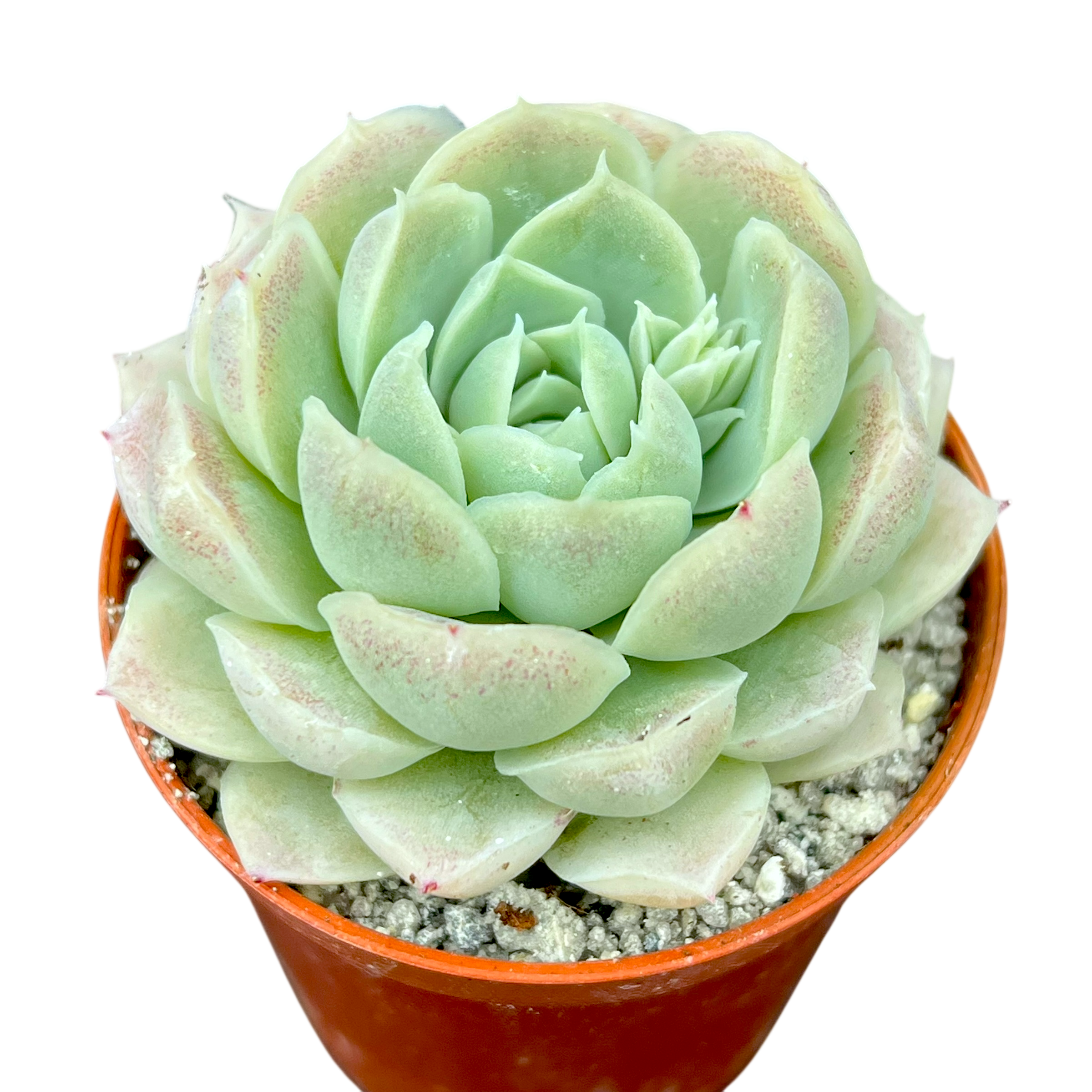 buy succulents online europe Echeveria 'Europa' – Surreal Succulents