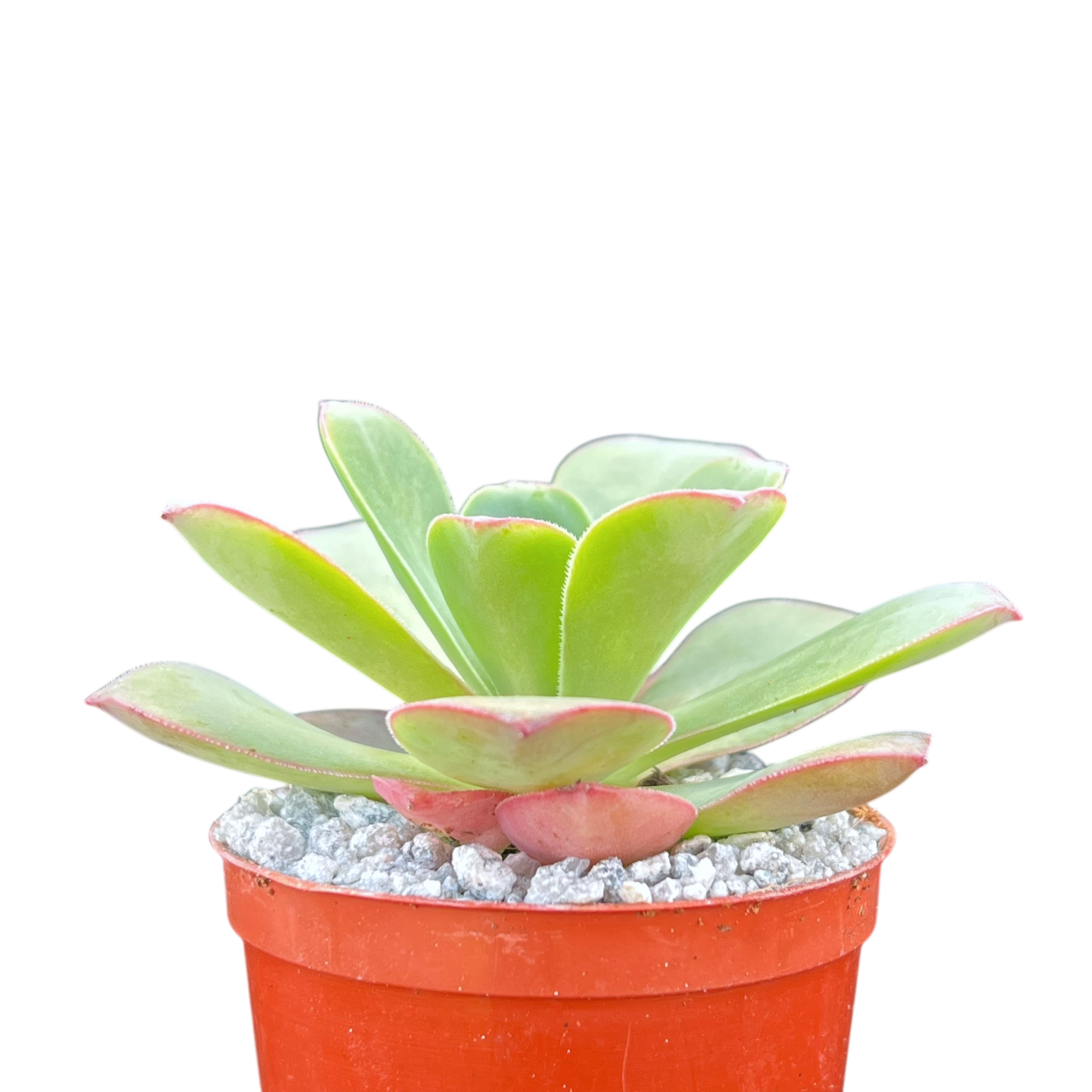Aeonium gorgoneum