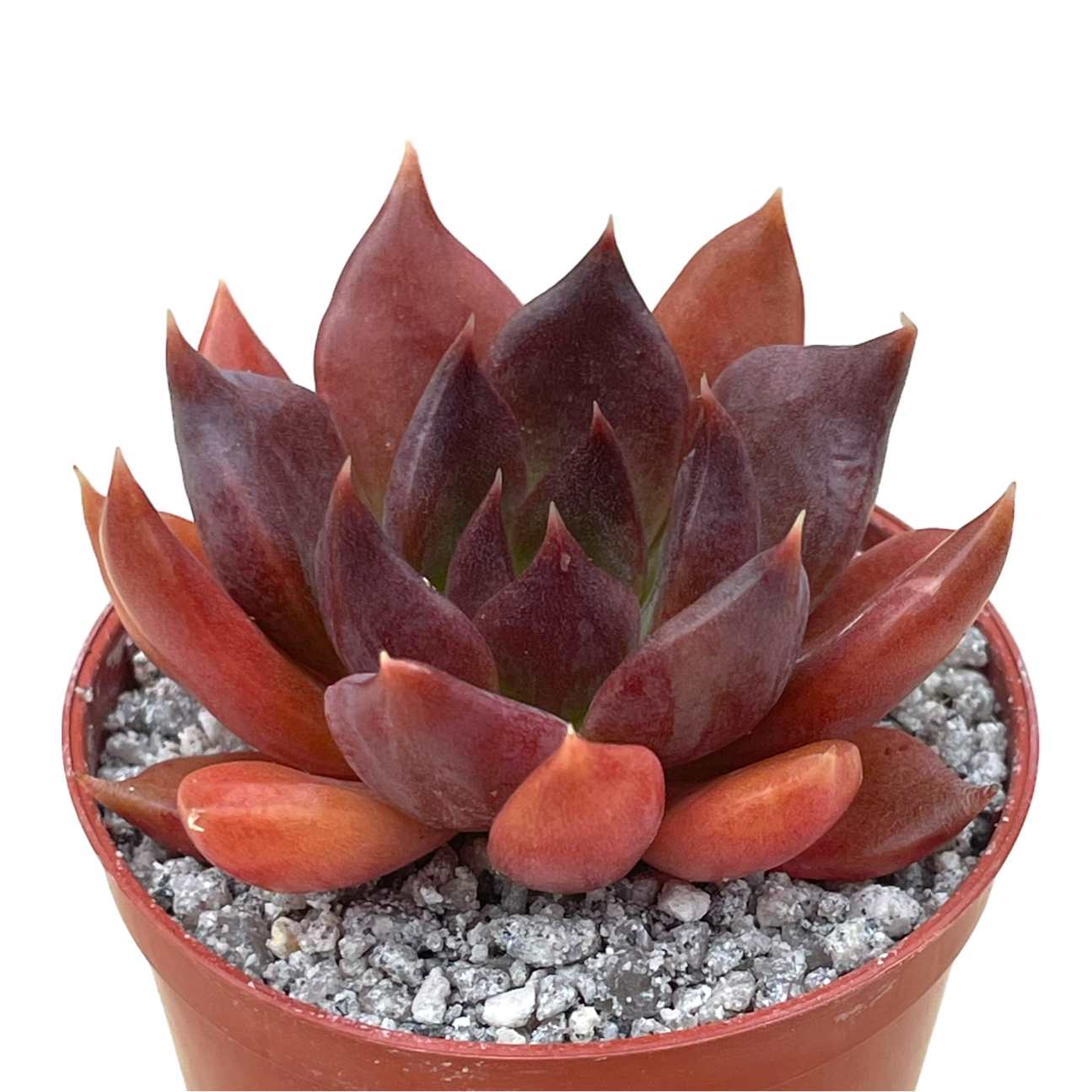 succulent: chocolate flava ii Echeveria 'Chocolate' – Surreal Succulents