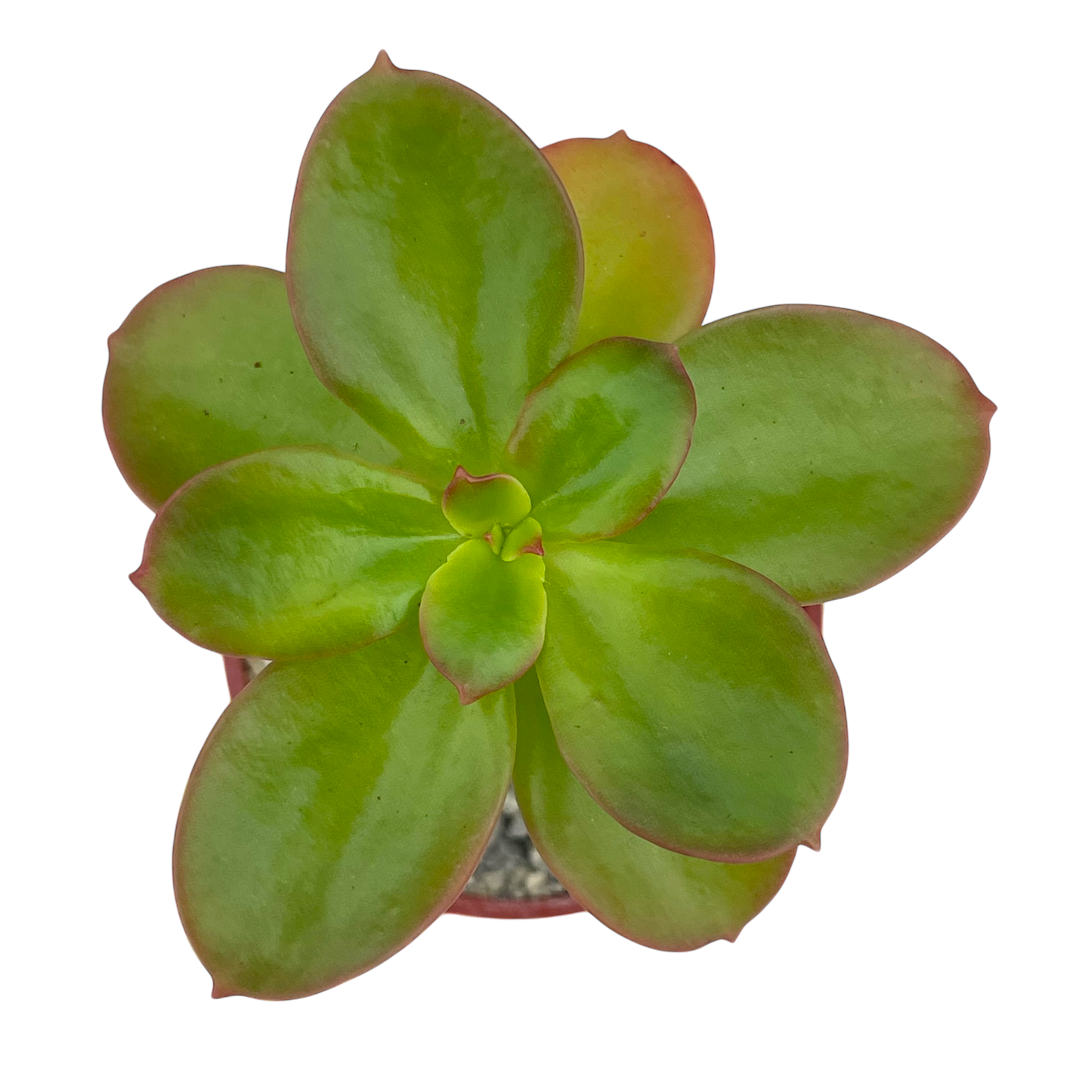 Echeveria montana