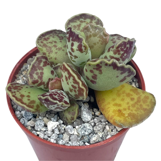 Adromischus cooperi | Plover Eggs Plant