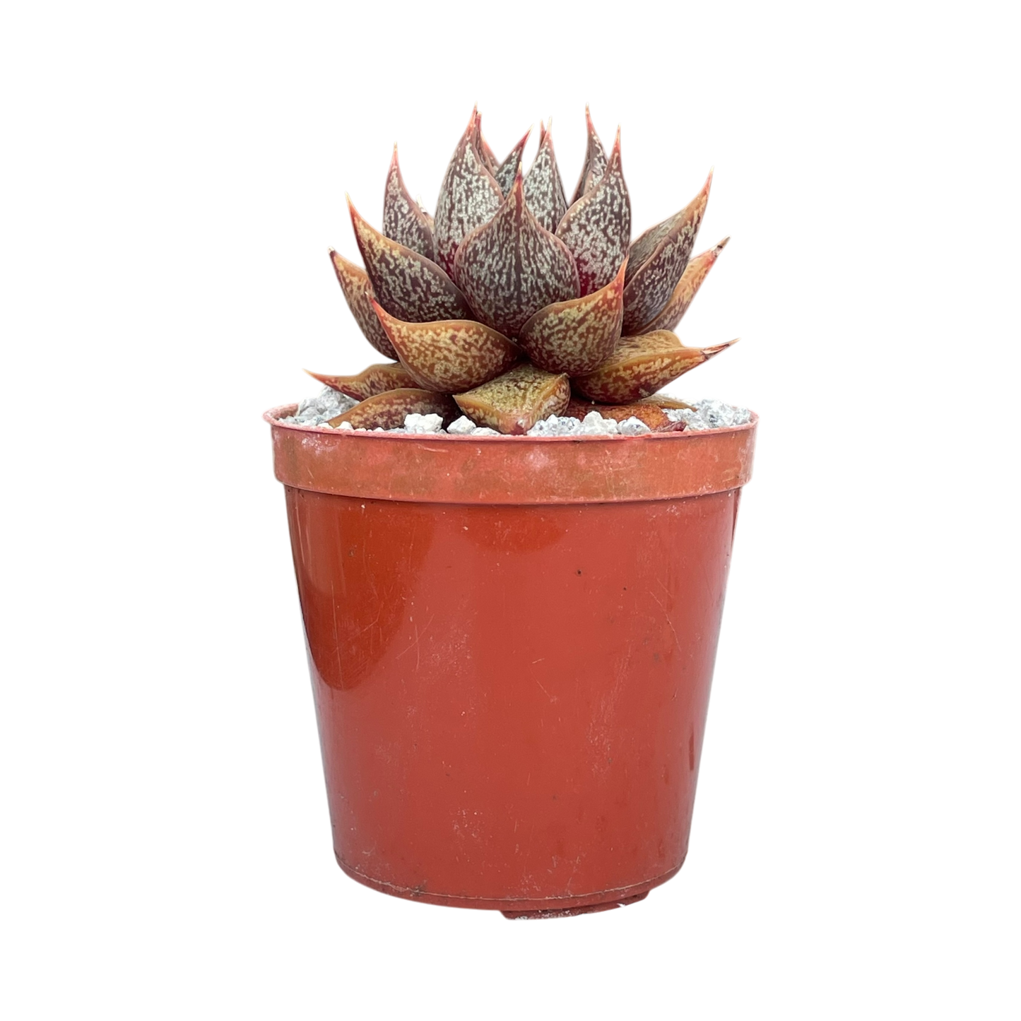 Echeveria purpusorum