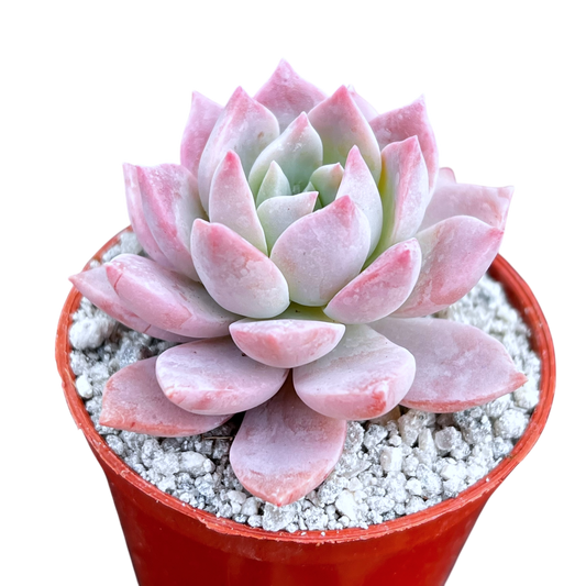 x Graptoveria 'Milky Way'