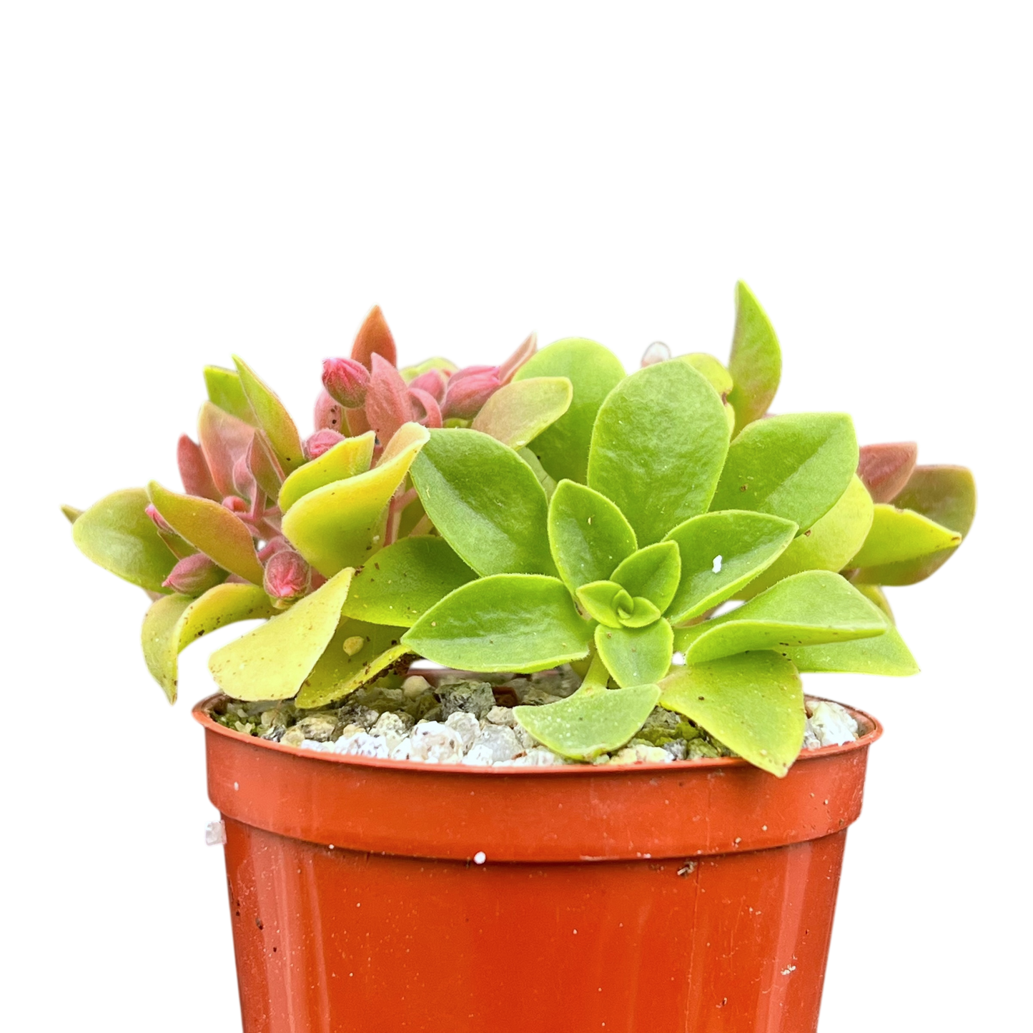 Aeonium goochiae