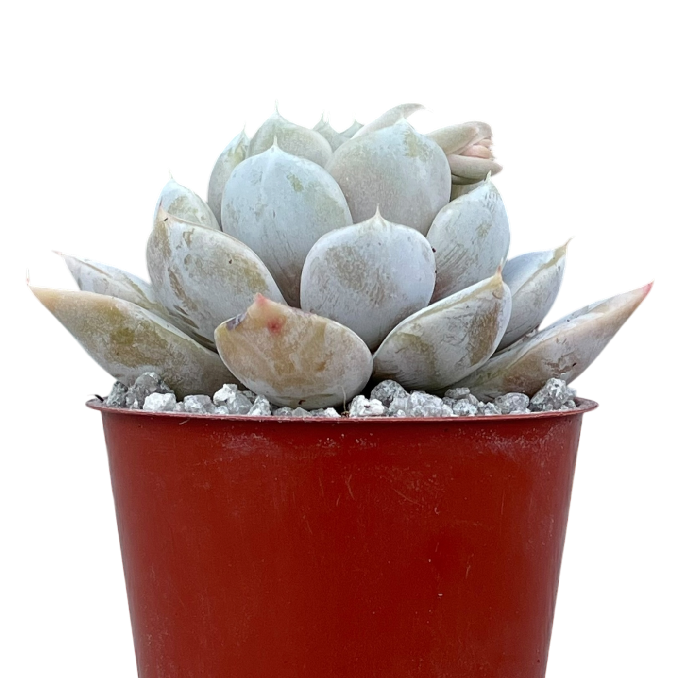 Echeveria 'Snow Bunny'