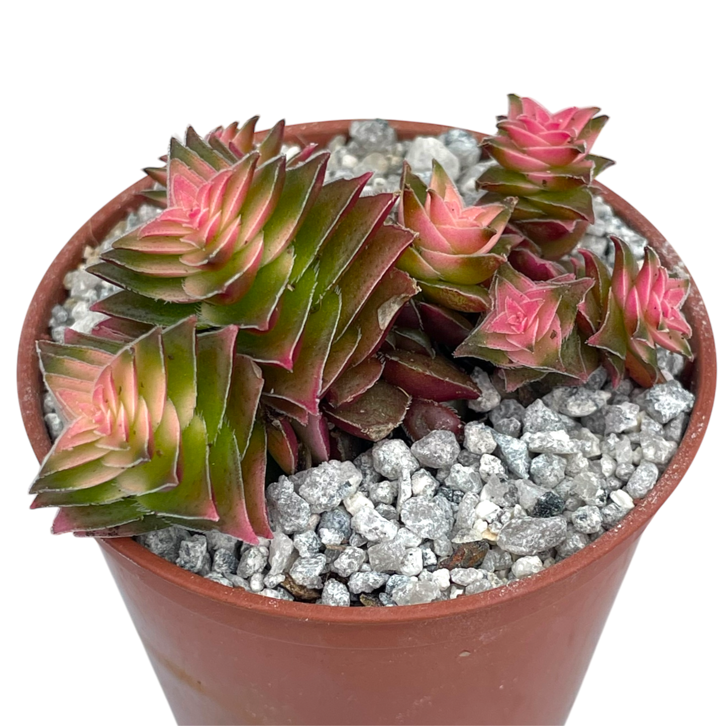 Crassula capitella ssp. thyrsiflora variegata