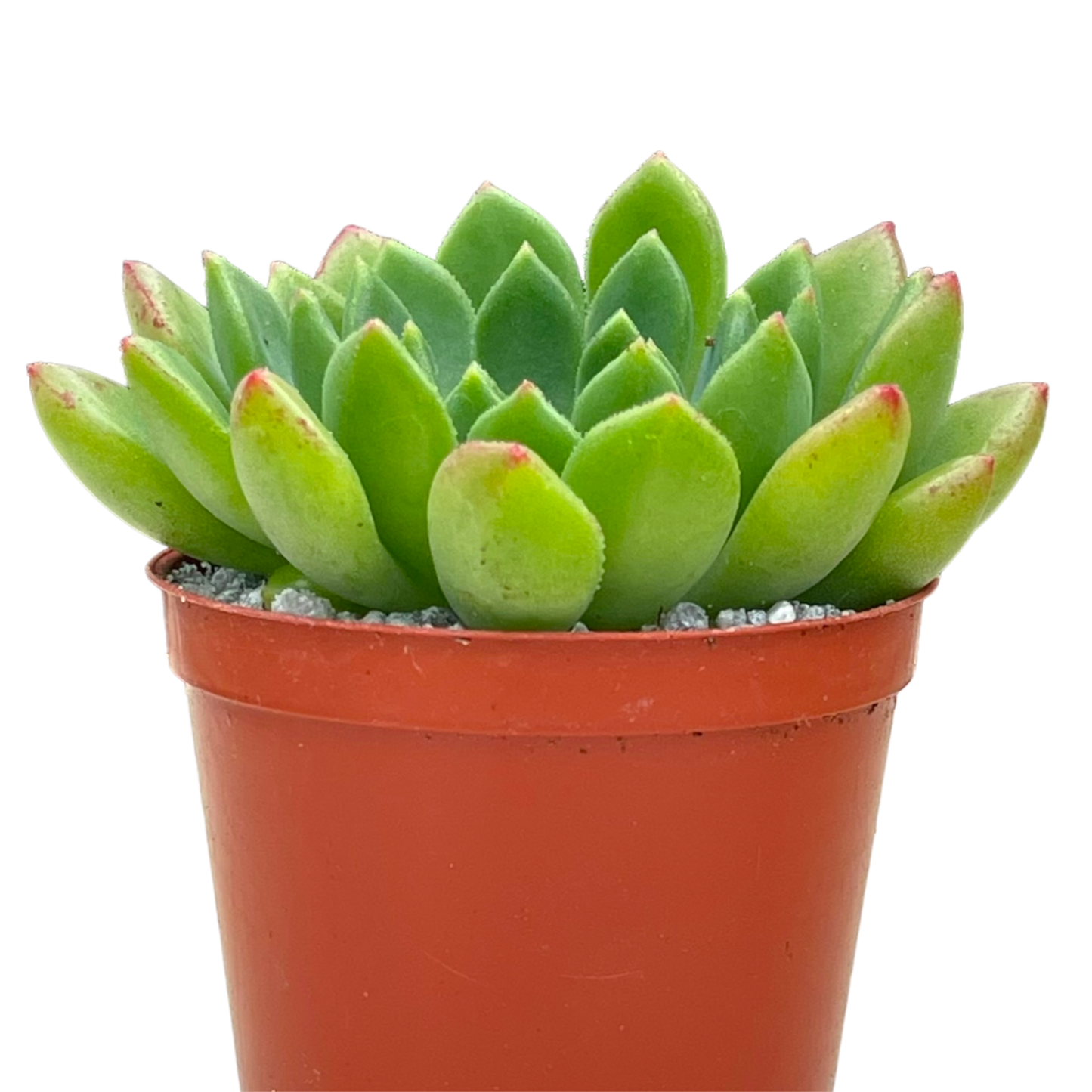 Echeveria 'Ron Evans'