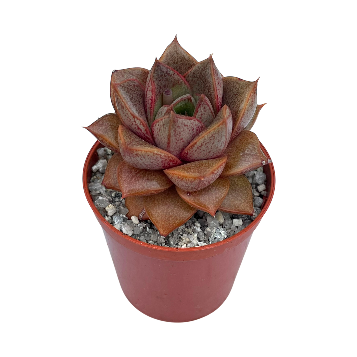 Echeveria 'Dionysos'