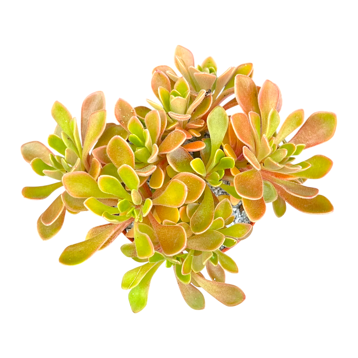Aichryson aizoides