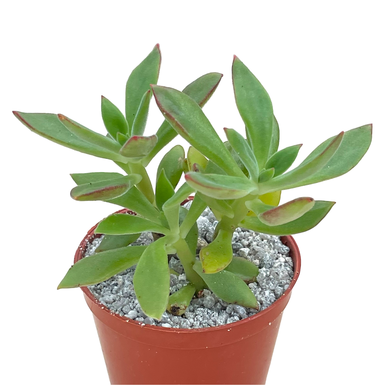 plush plant succulent Echeveria harmsii